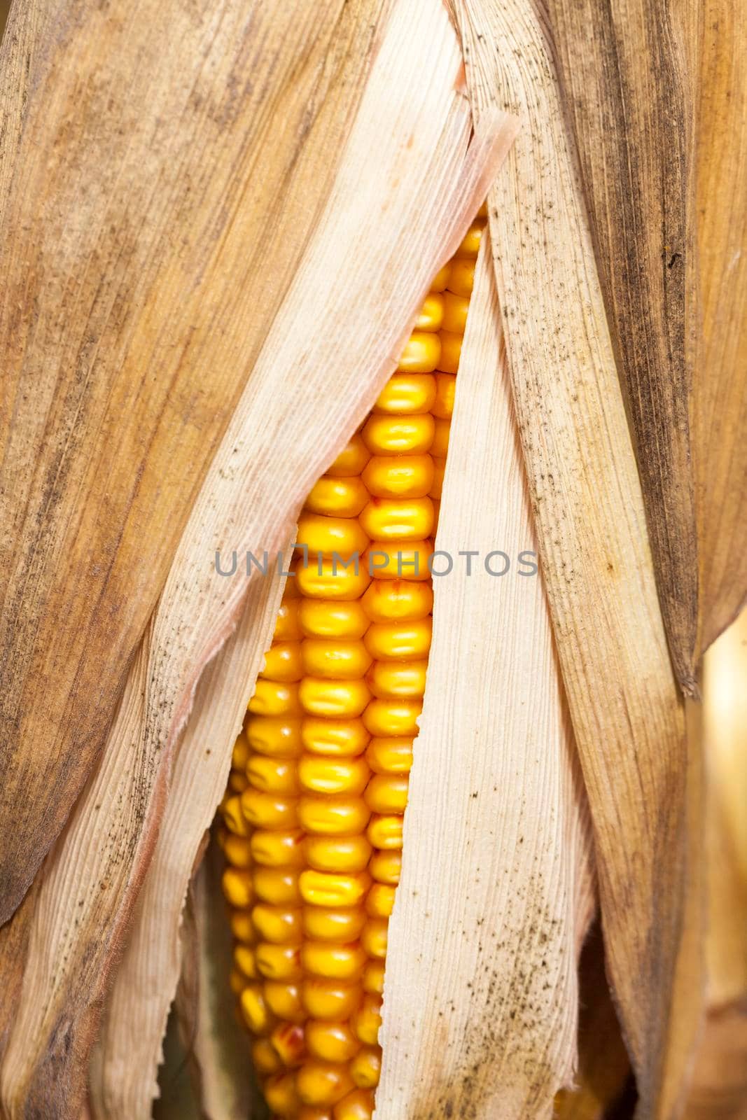 photographed mature corn yellow, growing on the territory of the farmland field. close-up