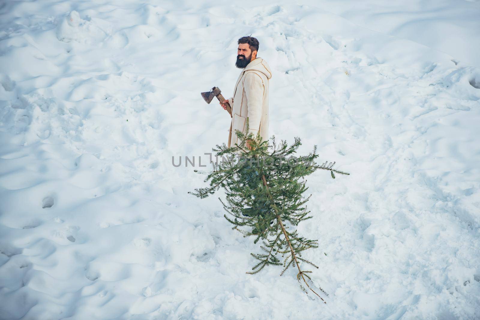 Bearded man with freshly cut down Christmas tree in forest. Christmas lumberjack with axe and Christmas tree. Winter portrait of lumber in snow Garden cutting Christmas tree