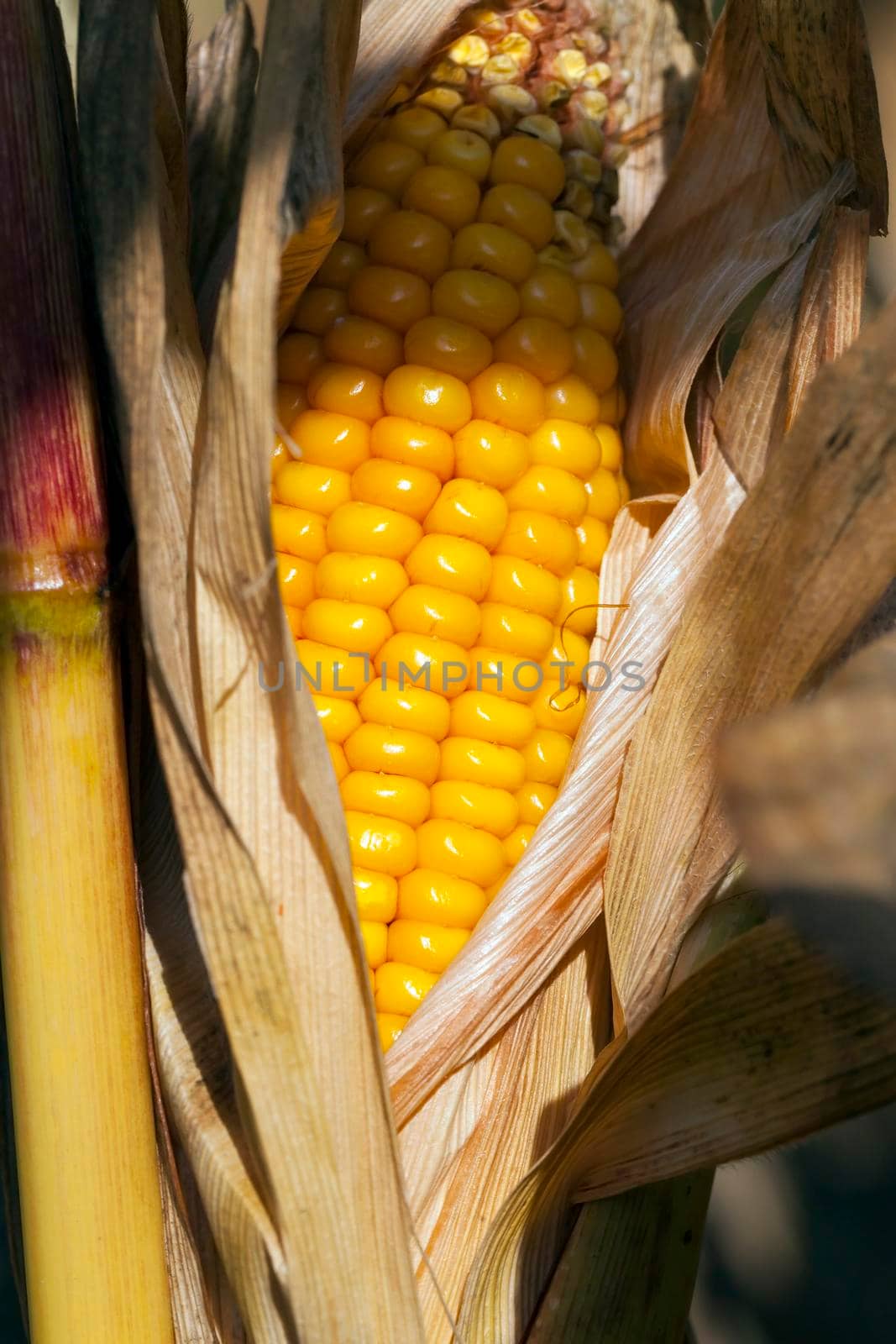 corn, close up by avq