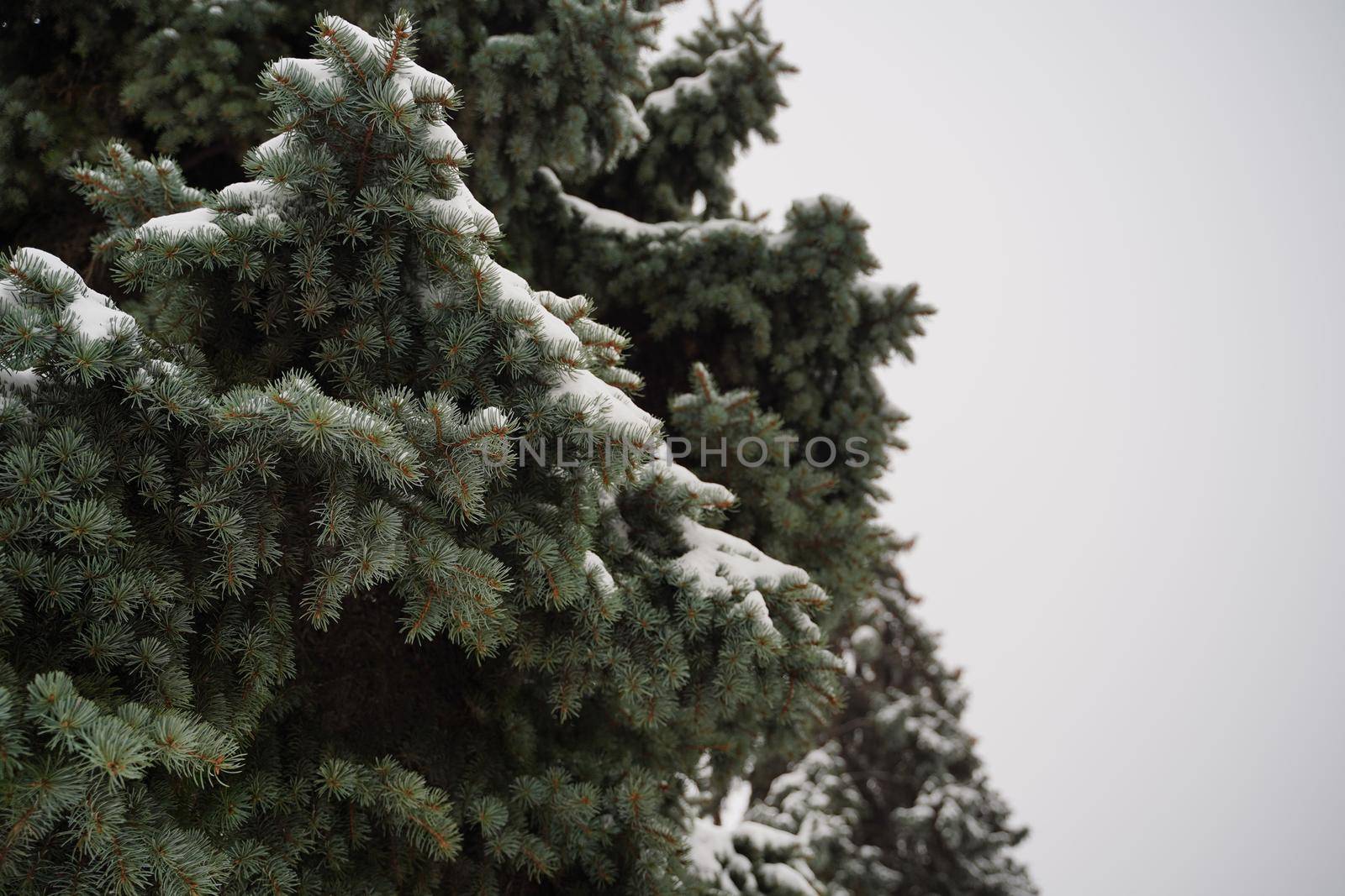 Close up of nice evergreen fir with snow in cloudy weather. Fir branches on background of gray sky. by epidemiks