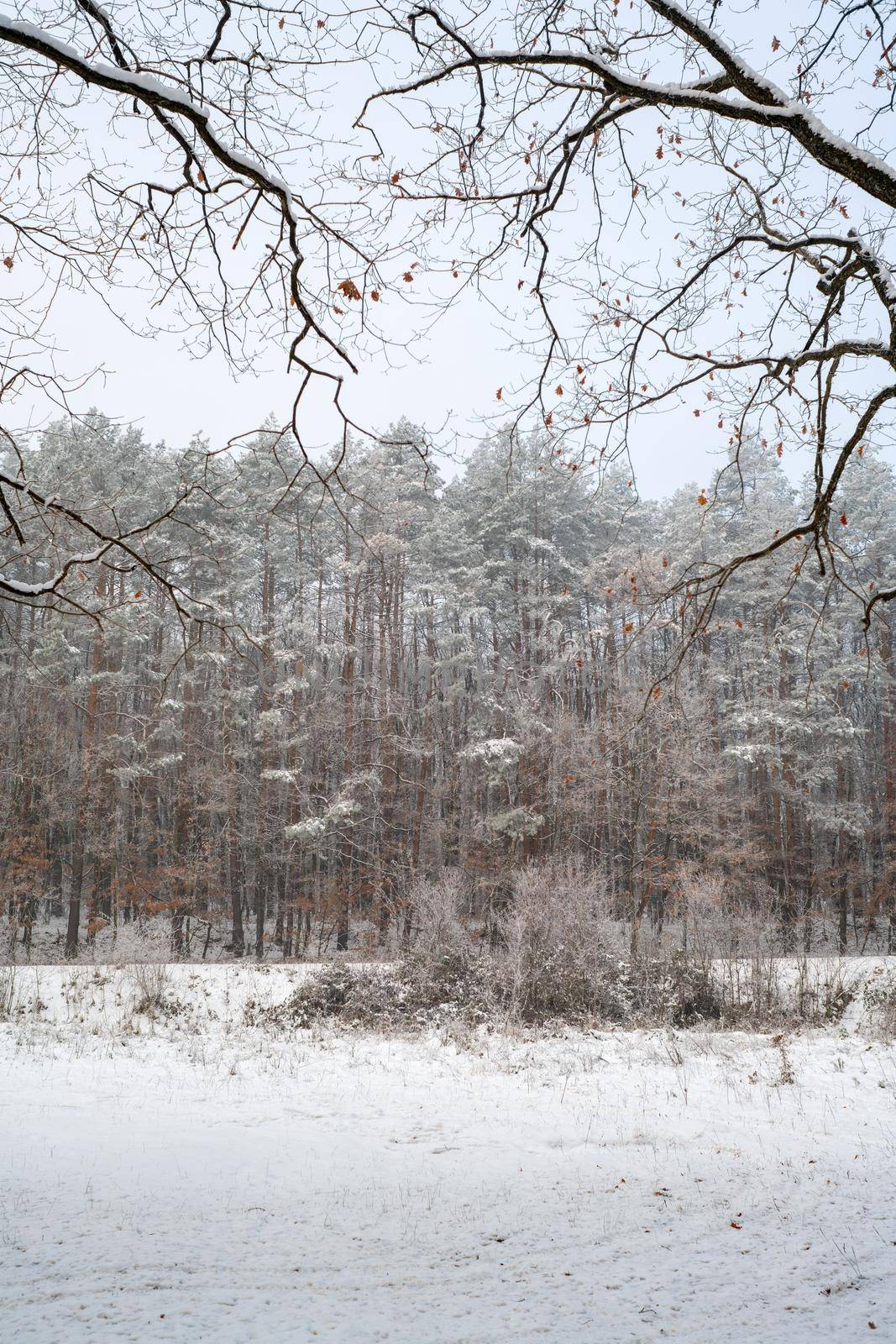 Snow covered trees in the winter forest. Winter landscape. by Tverdokhlib