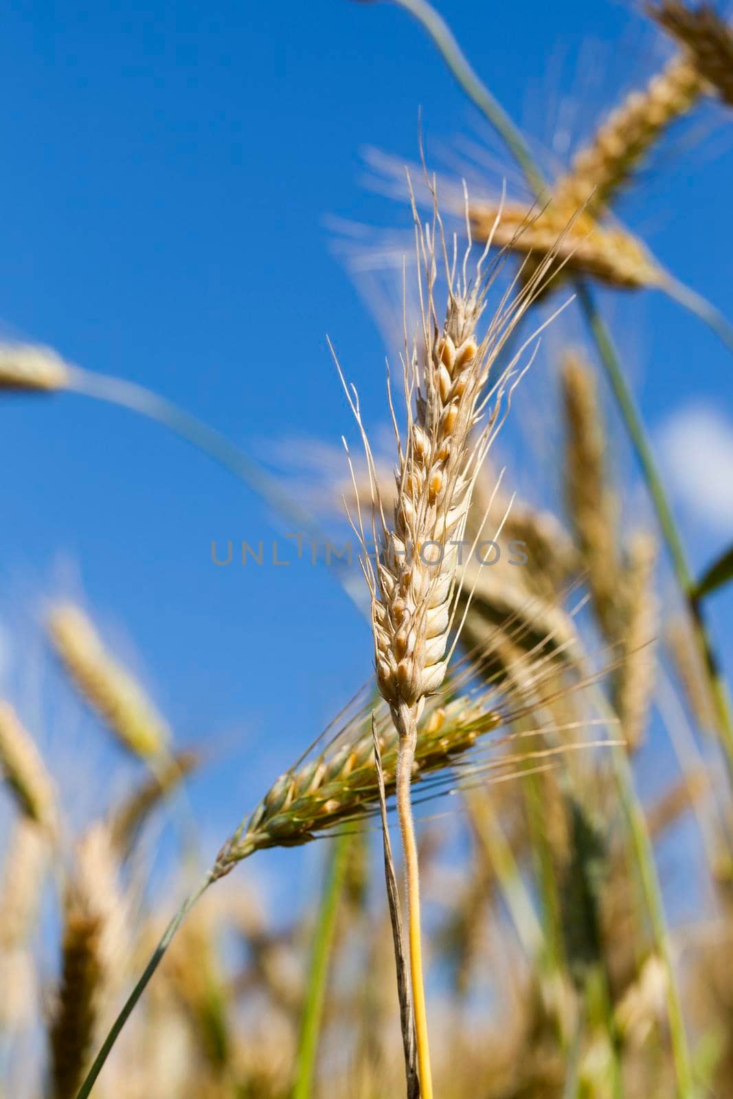 golden wheat field by avq