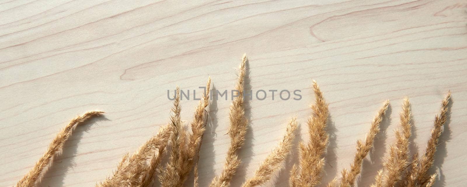 A bouquet of spikelets. Frame of dry reeds isolated on white background. Abstract dry grass flowers, herbs on wooden table on pastel beige background. Stylish home decor.