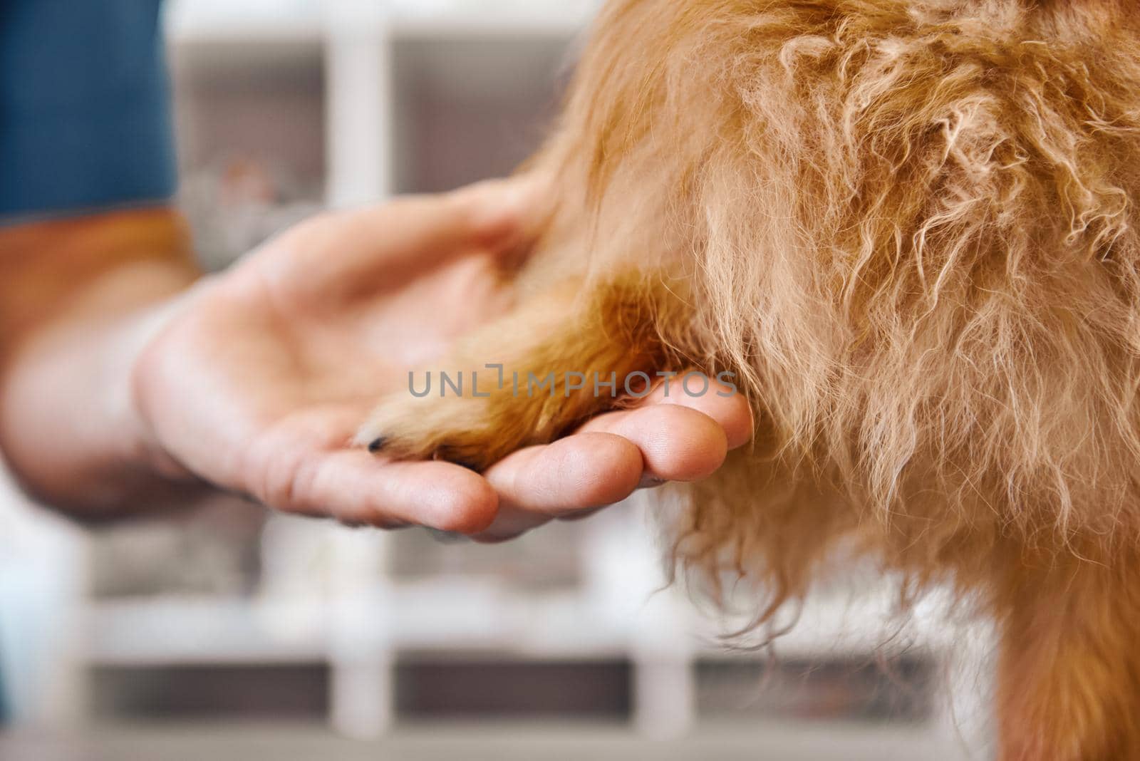 Hello, buddy Hand of a veterinarian holding dog's paw at the veterinary clinic. Pet care concept. Medicine concept. Animal hospital