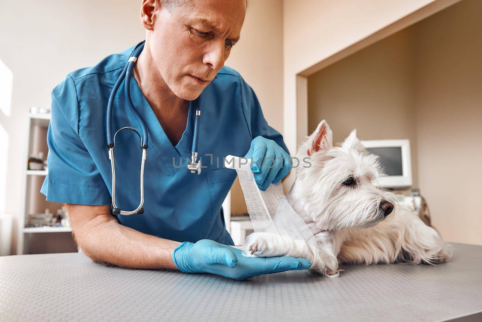 My poor patient. My poor patient. Professional middle aged veterinarian in work uniform bandaging a paw of a small dog lying on the table at veterinary clinic. Pet care concept. Medicine concept. Animal hospital