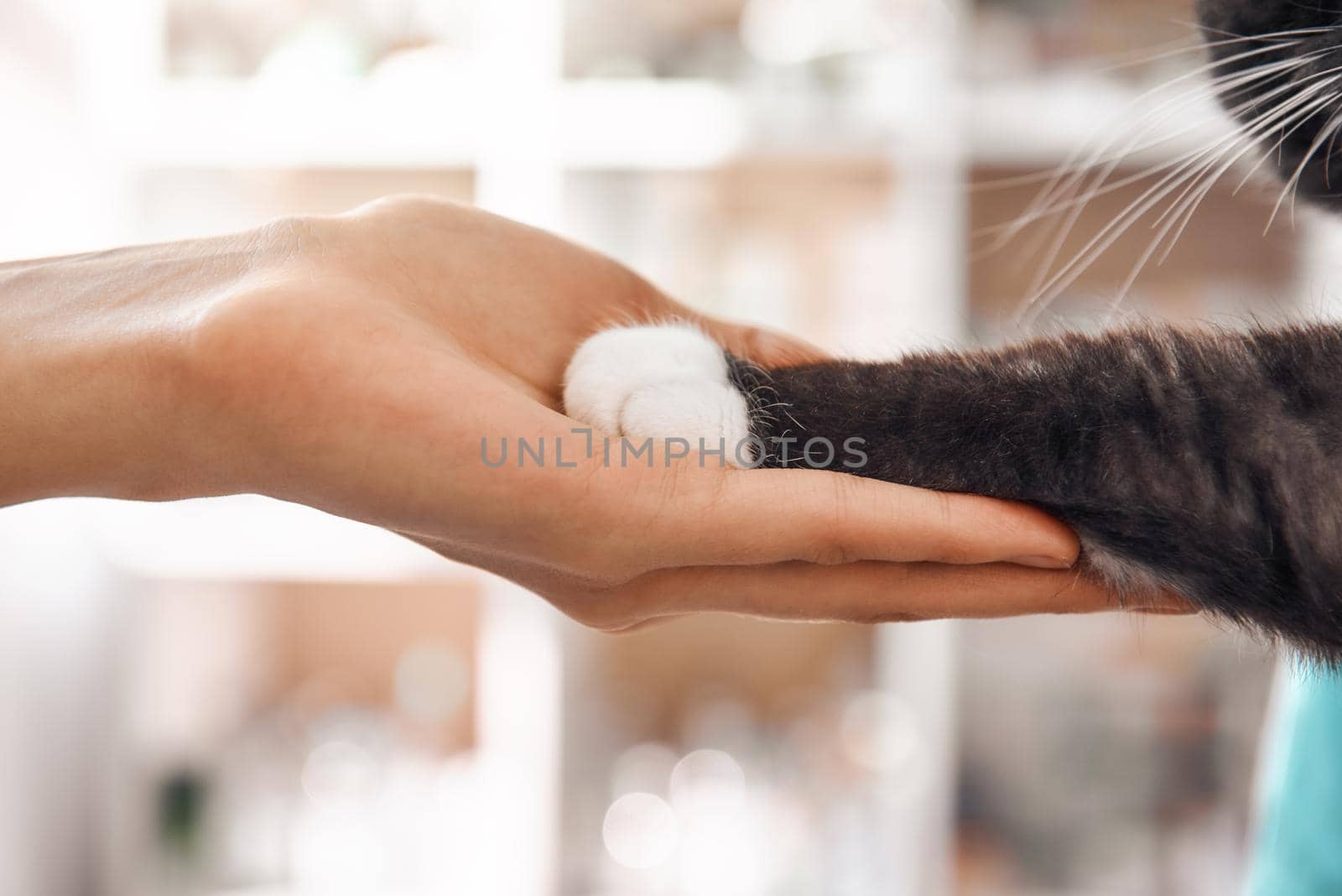 I am a friend for my patient. Close-up photo of female vet hand holding a paw of a black fluffy cat during a checkup in veterinary clinic. by friendsstock