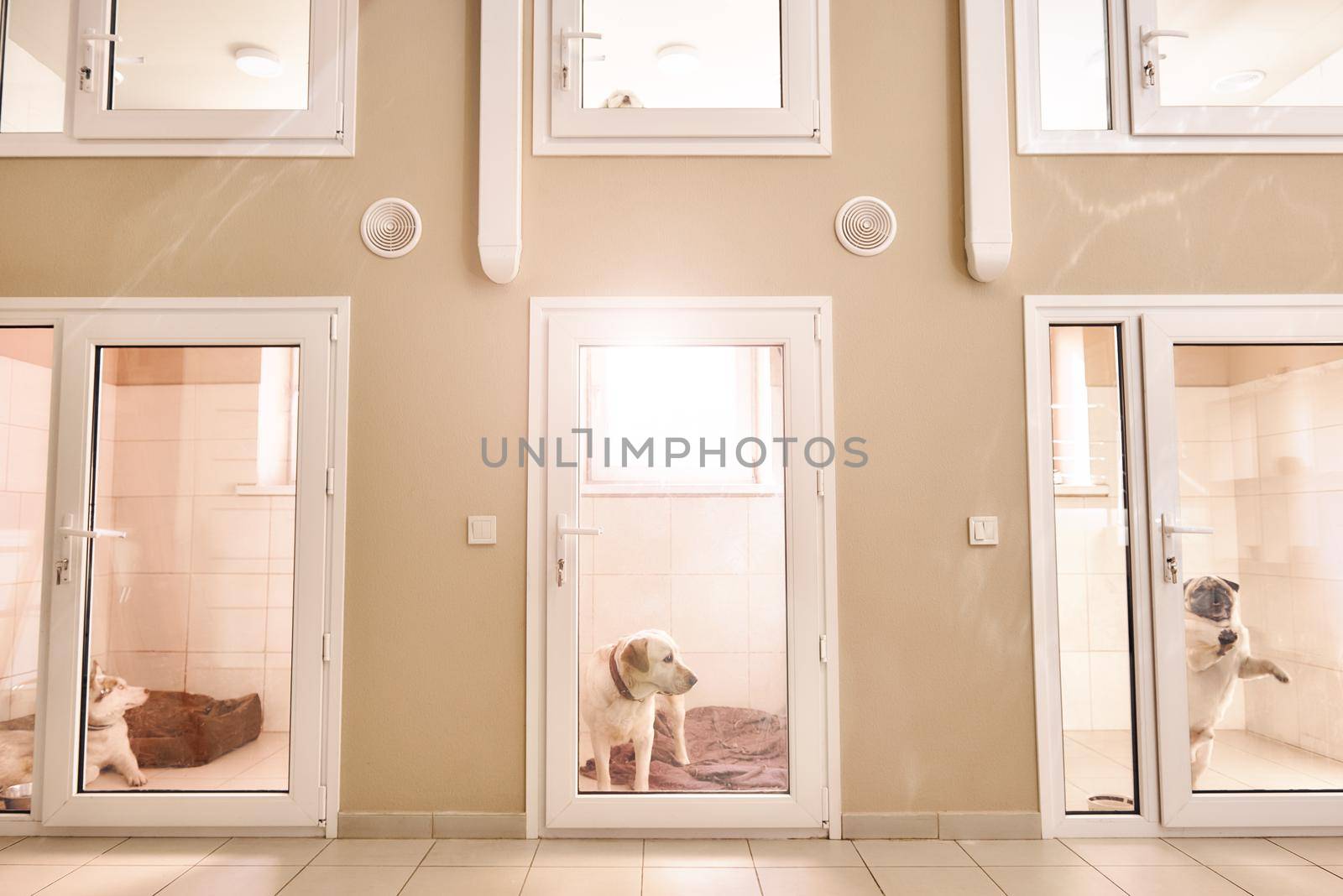 Comfortable place for each patient. Photos of rooms with different animals inside for keeping pets at veterinary clinic. Pet care concept. Medicine concept. Animal hospital