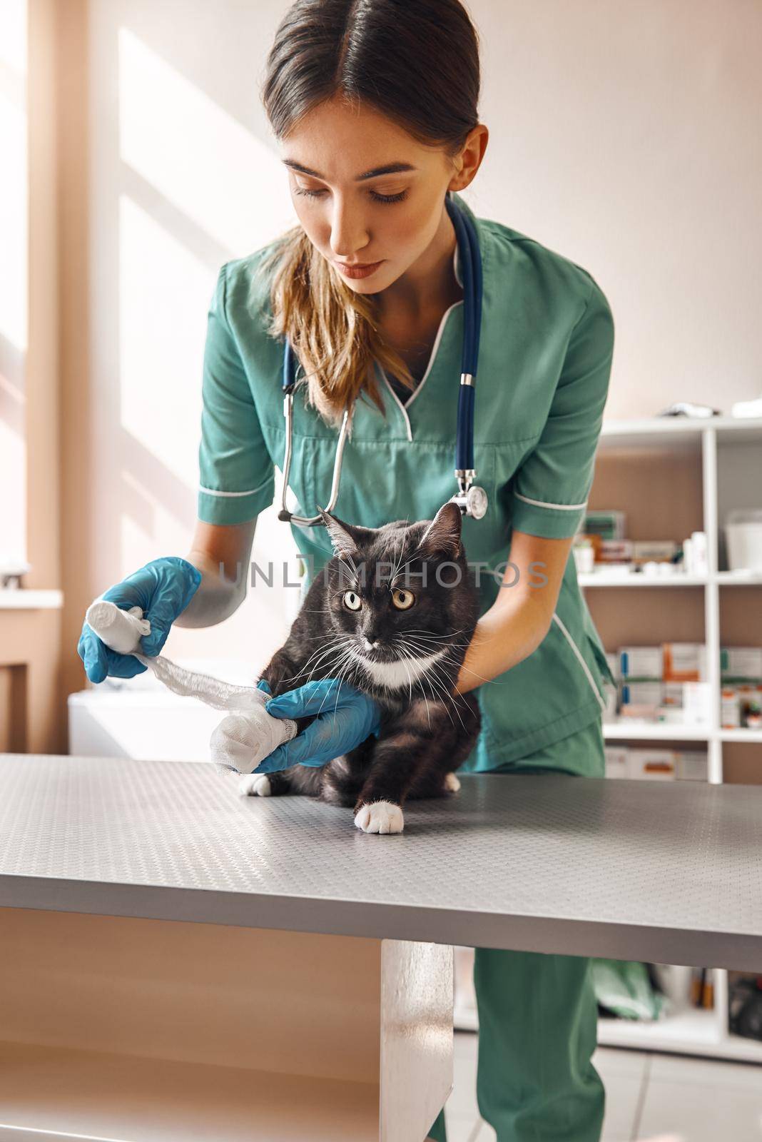 Be patient a little. Vertical photo of professional female veterinarian bandaging a paw of a big black cat lying on the table in veterinary clinic. by friendsstock