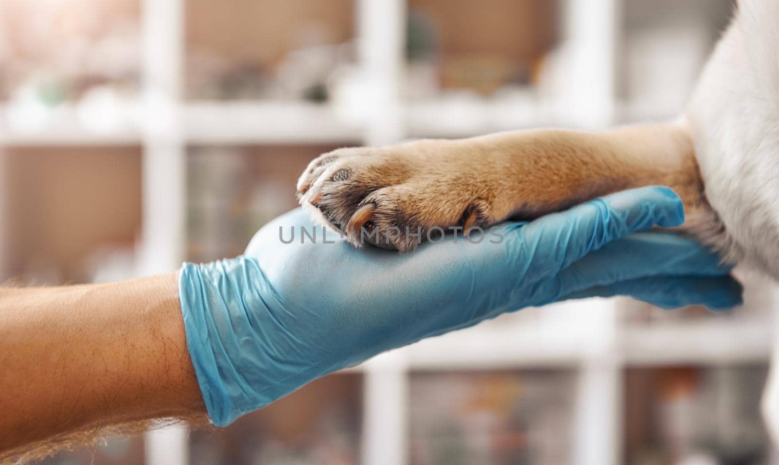 I am your friend. Hand of a veterinarian in a protective glove holding a paw of his patient during while working at veterinary clinic by friendsstock