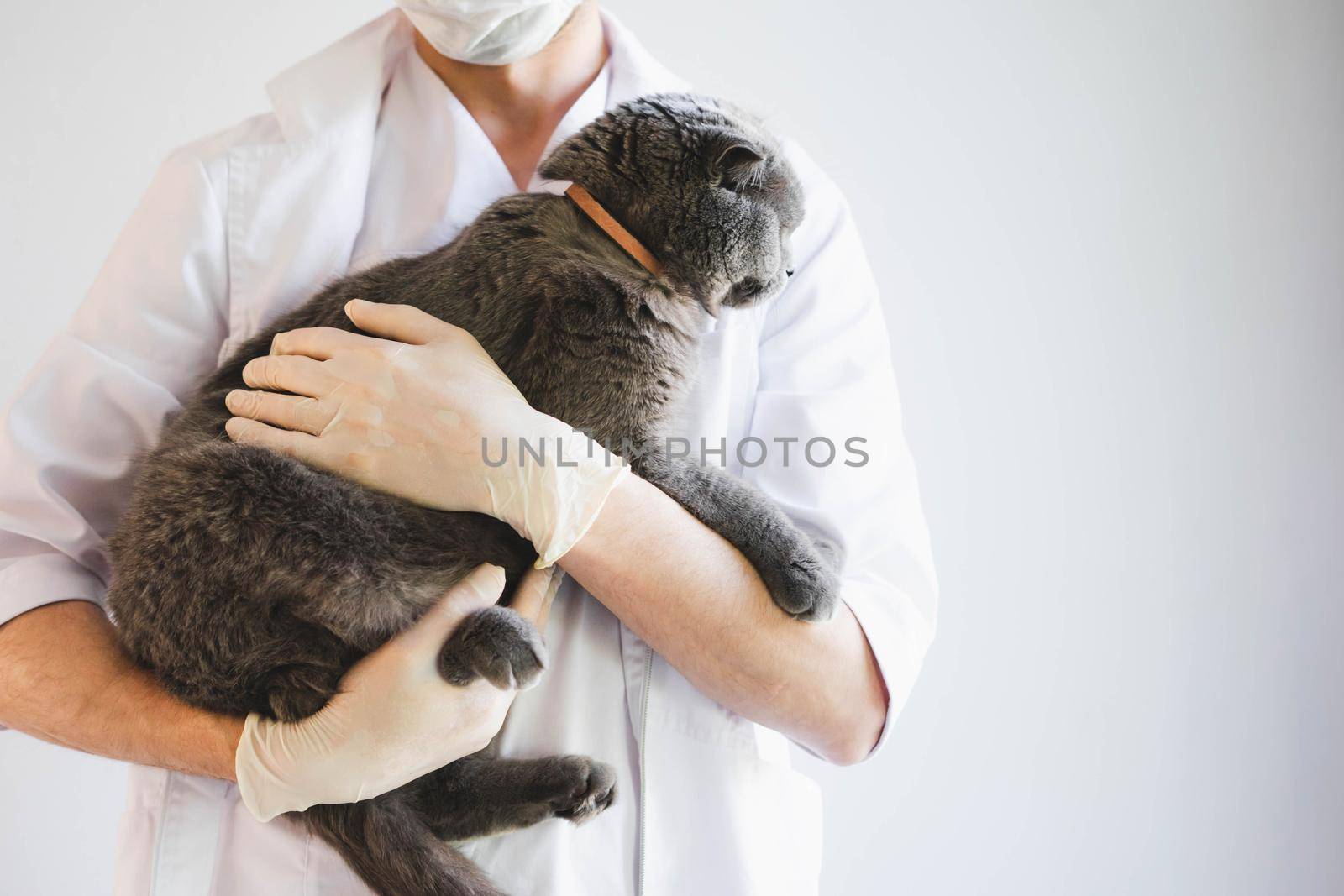 A beautiful grey cat in the hands of a veterinarian. Scottish fold cat at a reception in a veterinary clinic. A veterinarian examines a gray cat.