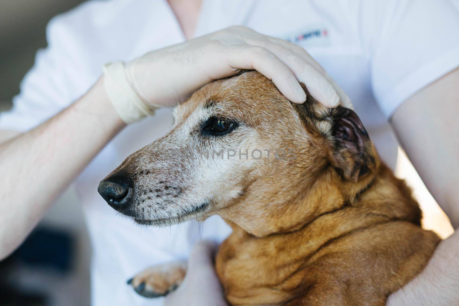 An adult red Dachshund is being examined by a veterinarian. A veterinarian checks the teeth of an old red dog.