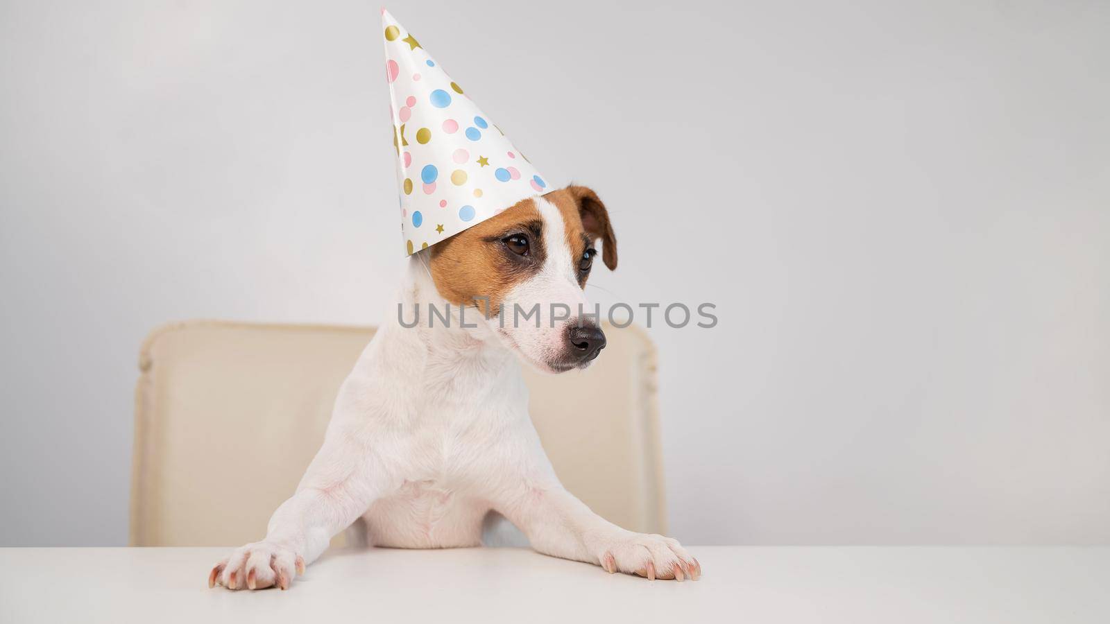 Dog in a birthday hat on a white background. Jack russell terrier is celebrating an anniversary.