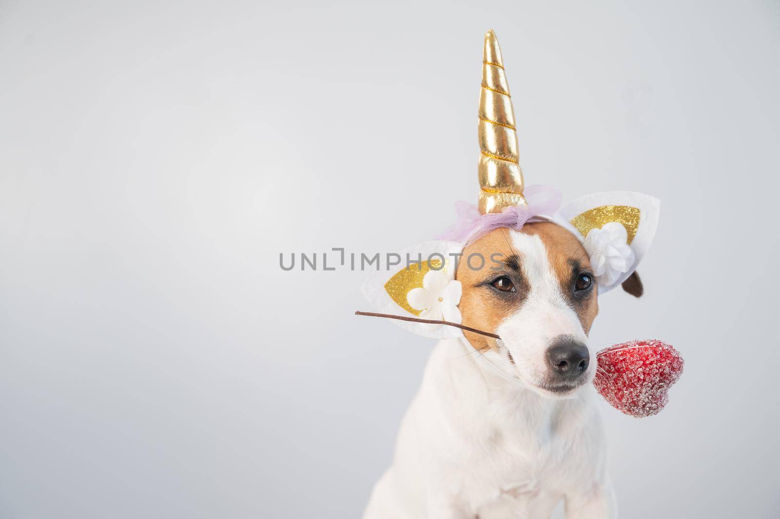 Cute jack russell terrier dog in a unicorn headband holding a heart on a white background