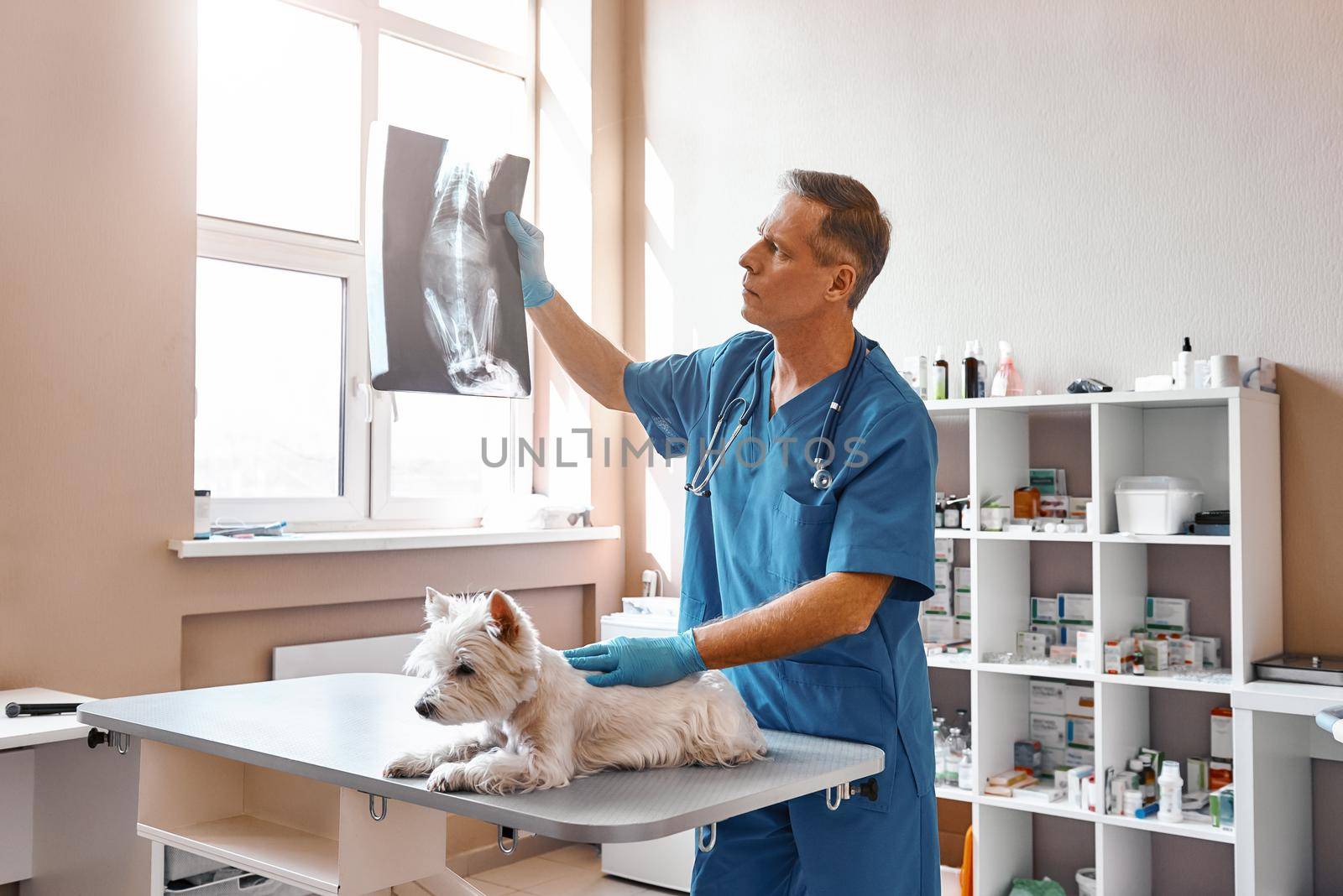 Analyzing the result. Male veterinarian in work uniform is looking at the x-ray with small dog while working in the veterinary clinic. by friendsstock