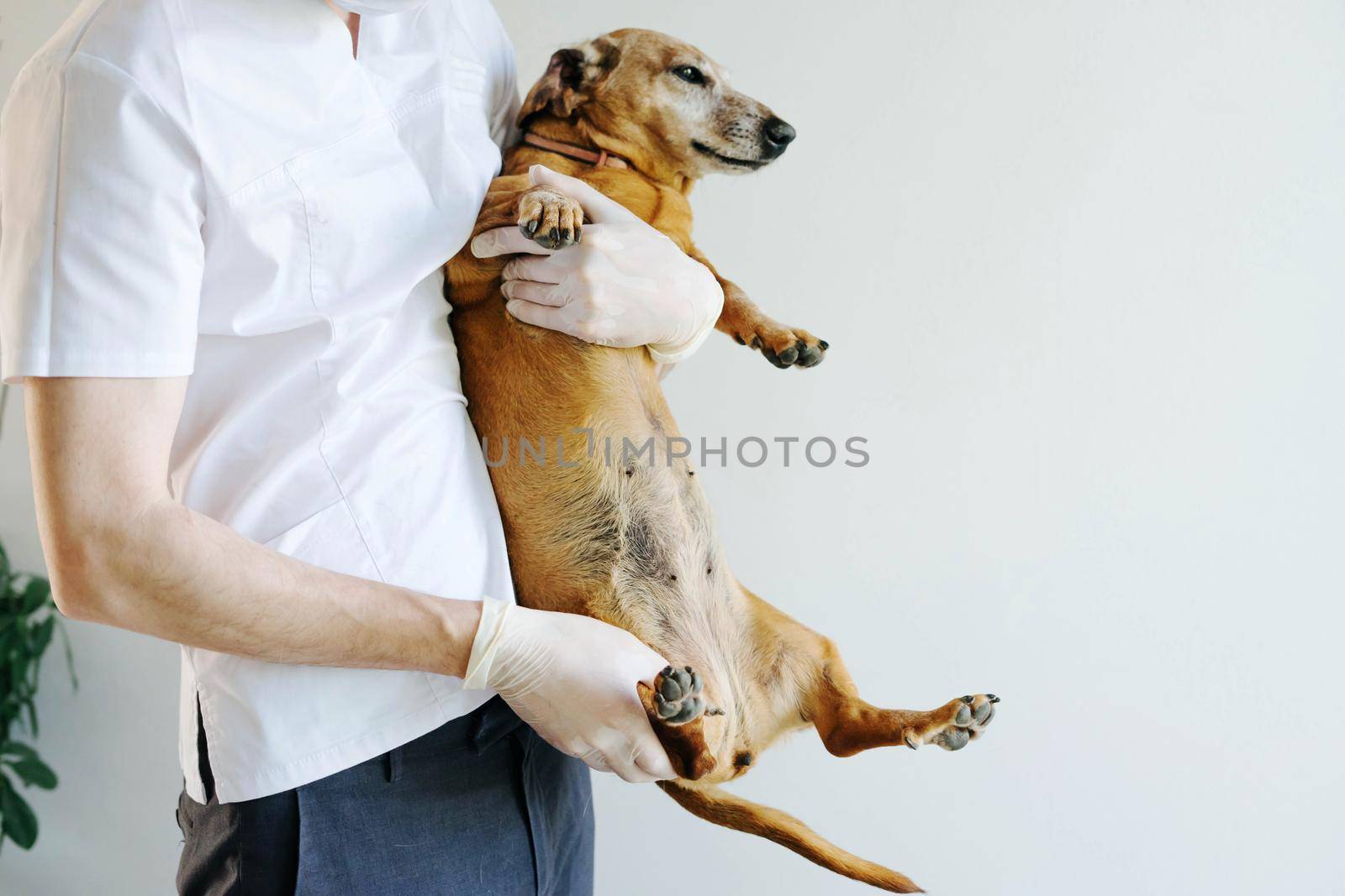 The veterinarian examines the dog. Dog breed Dachshund at a reception in a veterinary clinic.