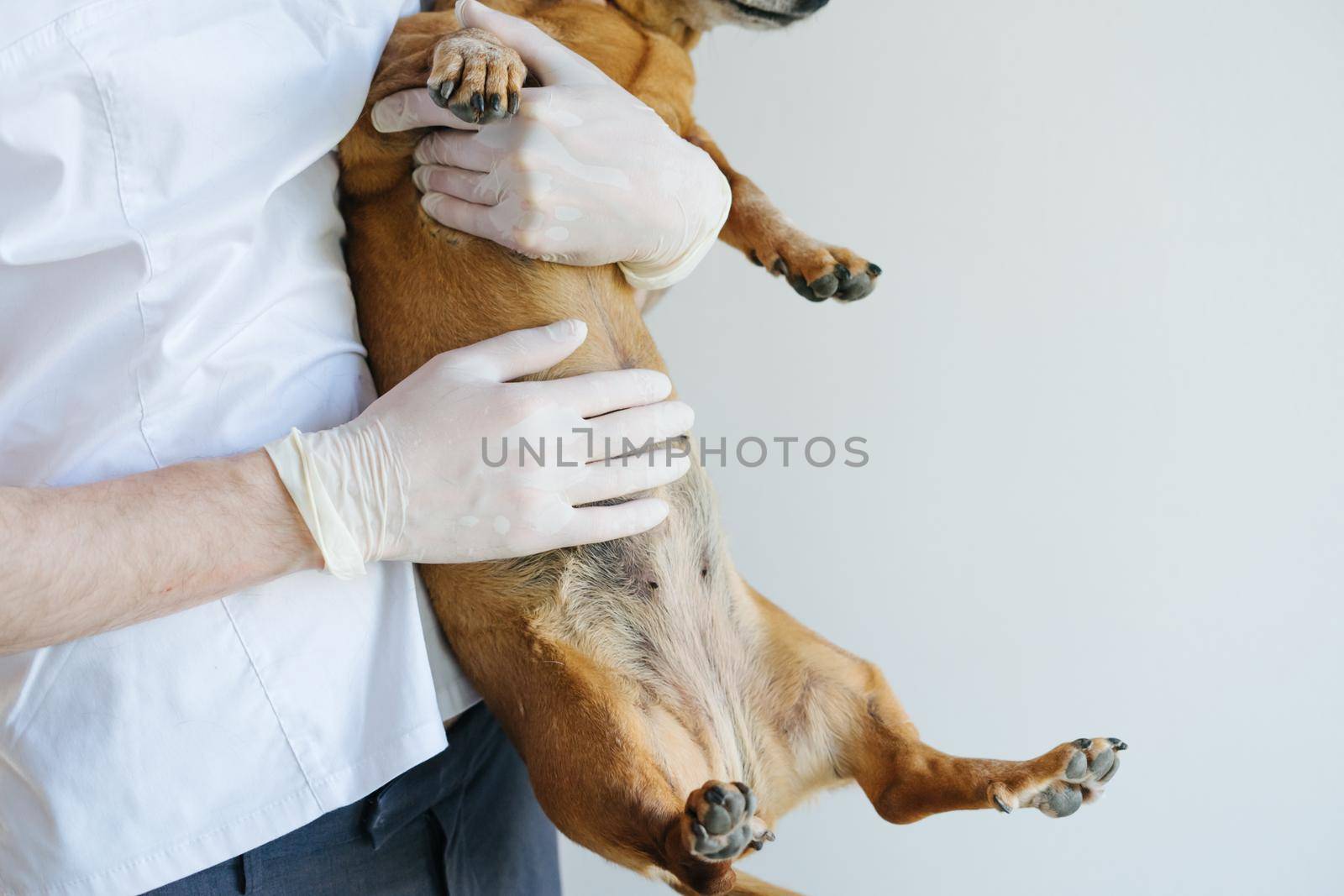 The veterinarian holds a red dad in his hands and touches his stomach. The veterinarian inspects the dog. Dog dabak at the reception in the veterinary clinic.