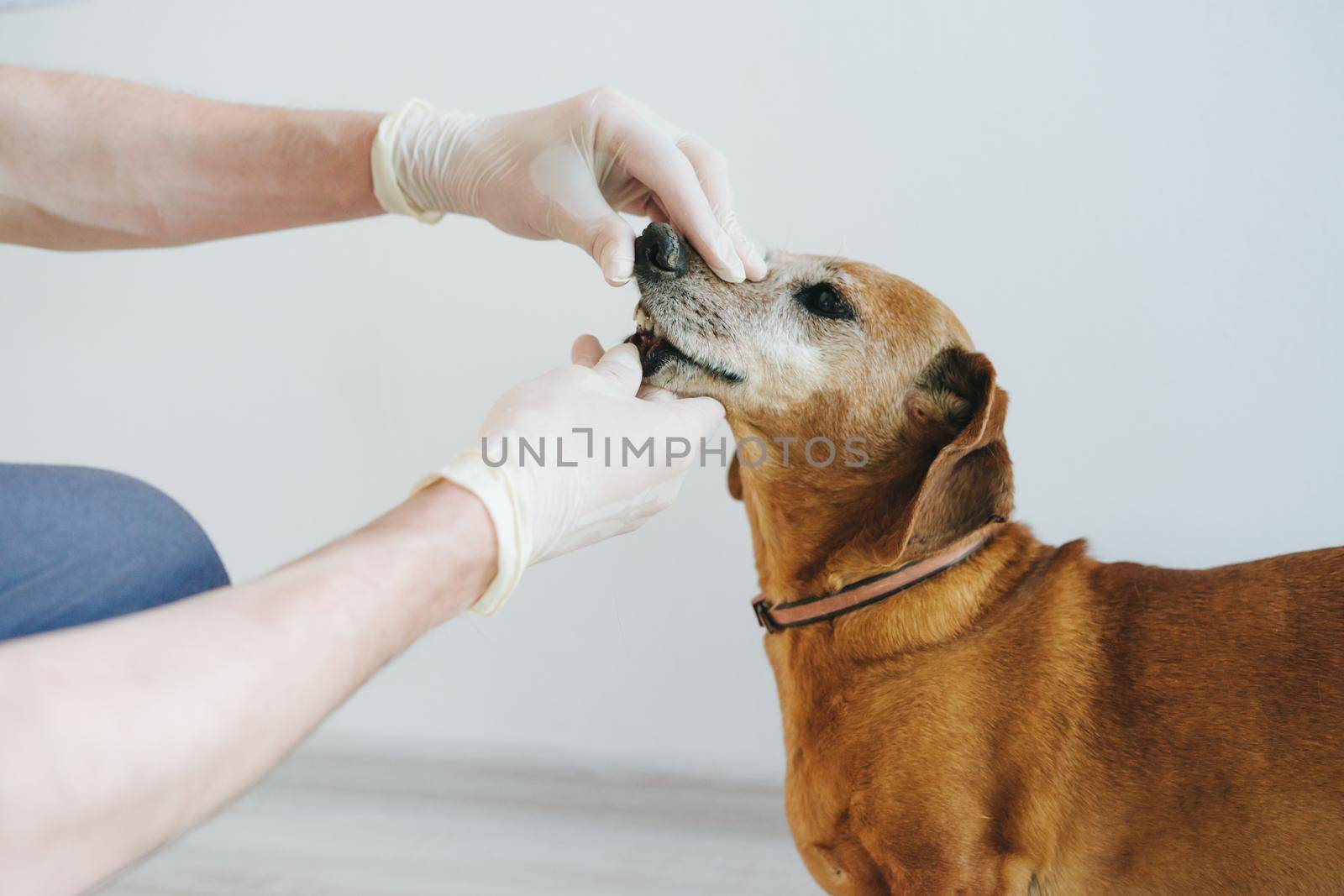 An adult red Dachshund is being examined by a veterinarian. A veterinarian checks the teeth of an old red dog.