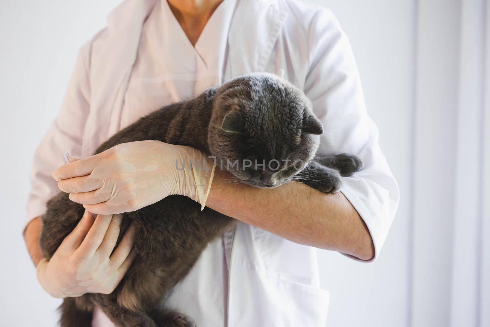 A beautiful grey cat in the hands of a veterinarian. Scottish fold cat at a reception in a veterinary clinic. A veterinarian examines a gray cat.