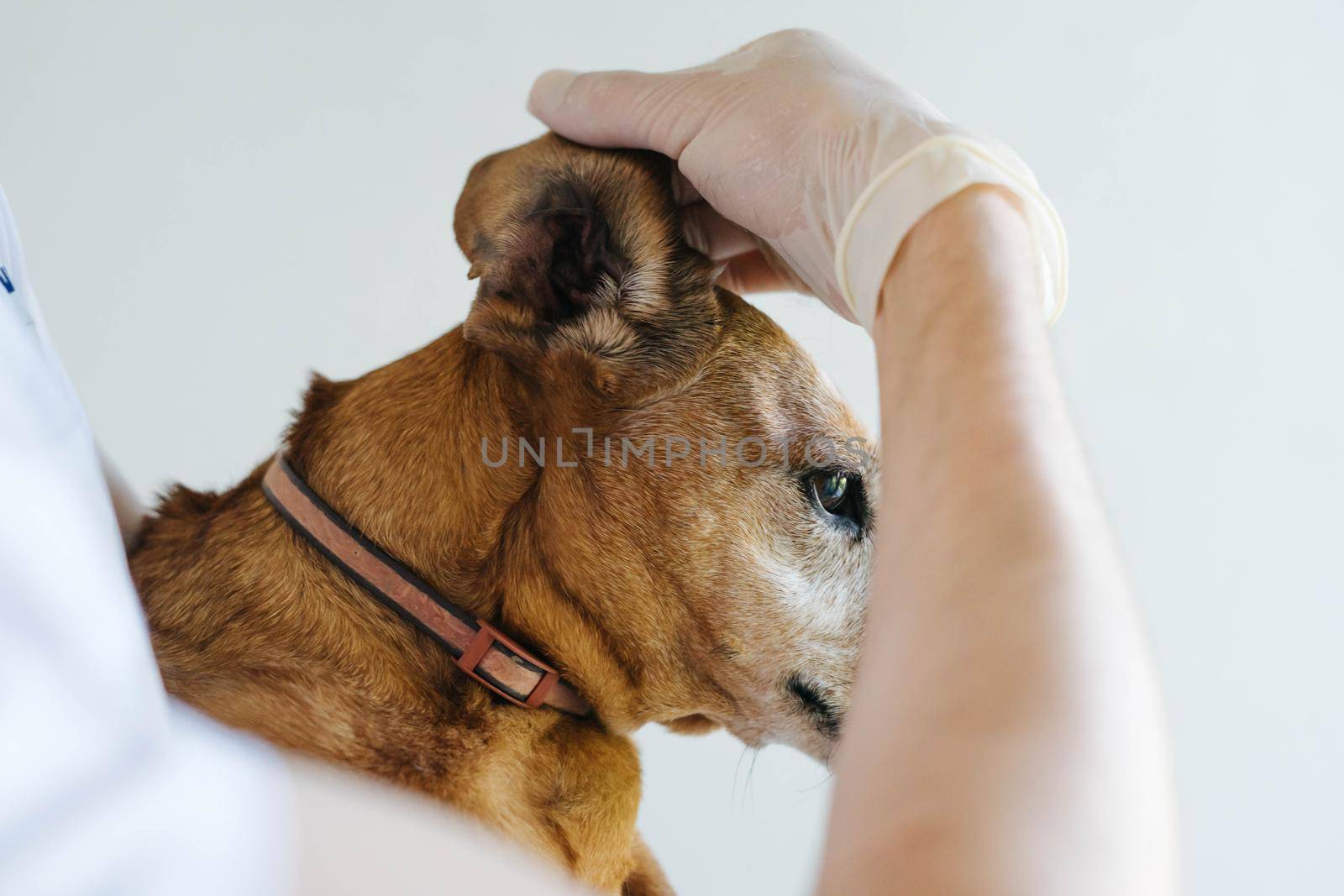 Red dog of the breed of a tessa at a veterinarian's appointment. The dog veterinarian examines the ears. The veterinarian inspects the dog. Dog dabak at the reception in the veterinary clinic.