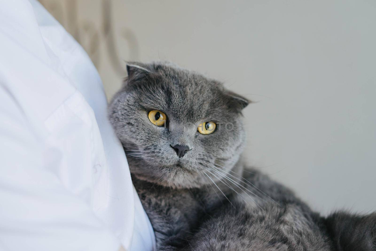 A veterinarian examines a gray cat. Scottish fold cat at a reception in a veterinary clinic. A beautiful grey cat in the hands of a veterinarian.