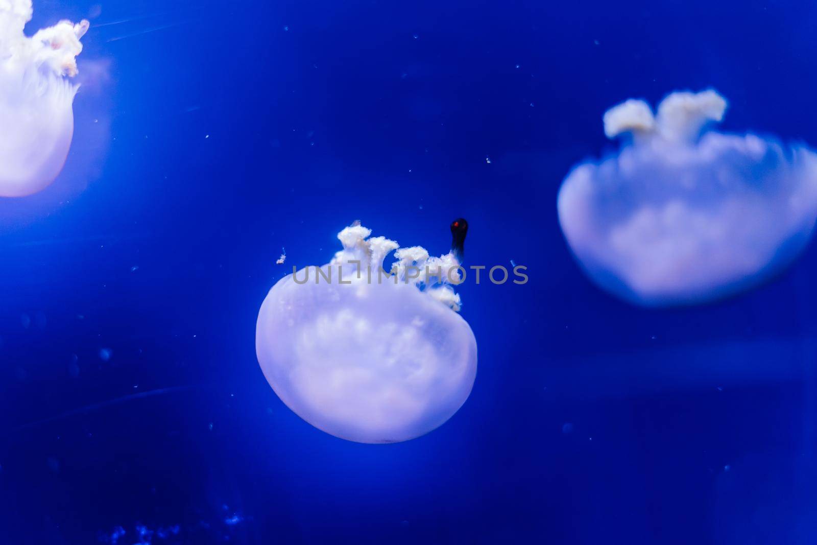 Group of light blue jellyfish swiming in aquarium by Zelenin