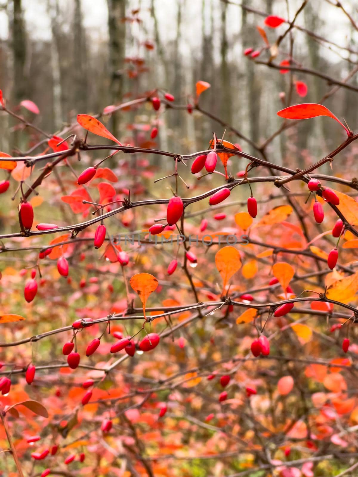 The close-up view of red rowan berries on branches against the background of an autumn park, yellow leaves and black tree branches. High quality photo
