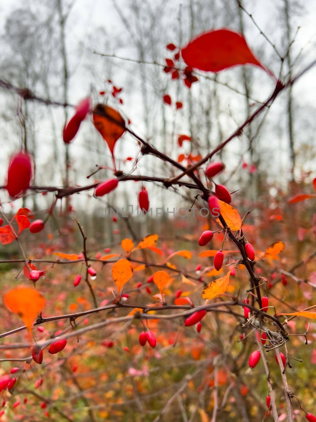 The close-up view of red rowan berries on branches against the background of an autumn park, yellow leaves and black tree branches. High quality photo