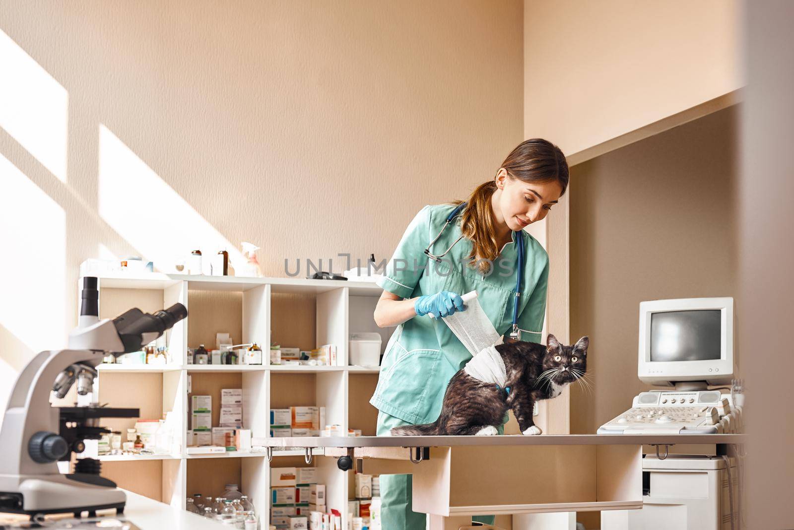 Everything will be fine Young female vet bandaging a paw of a big black cat lying on the table in veterinary clinic. Pet care concept. Medicine concept. Animal hospital