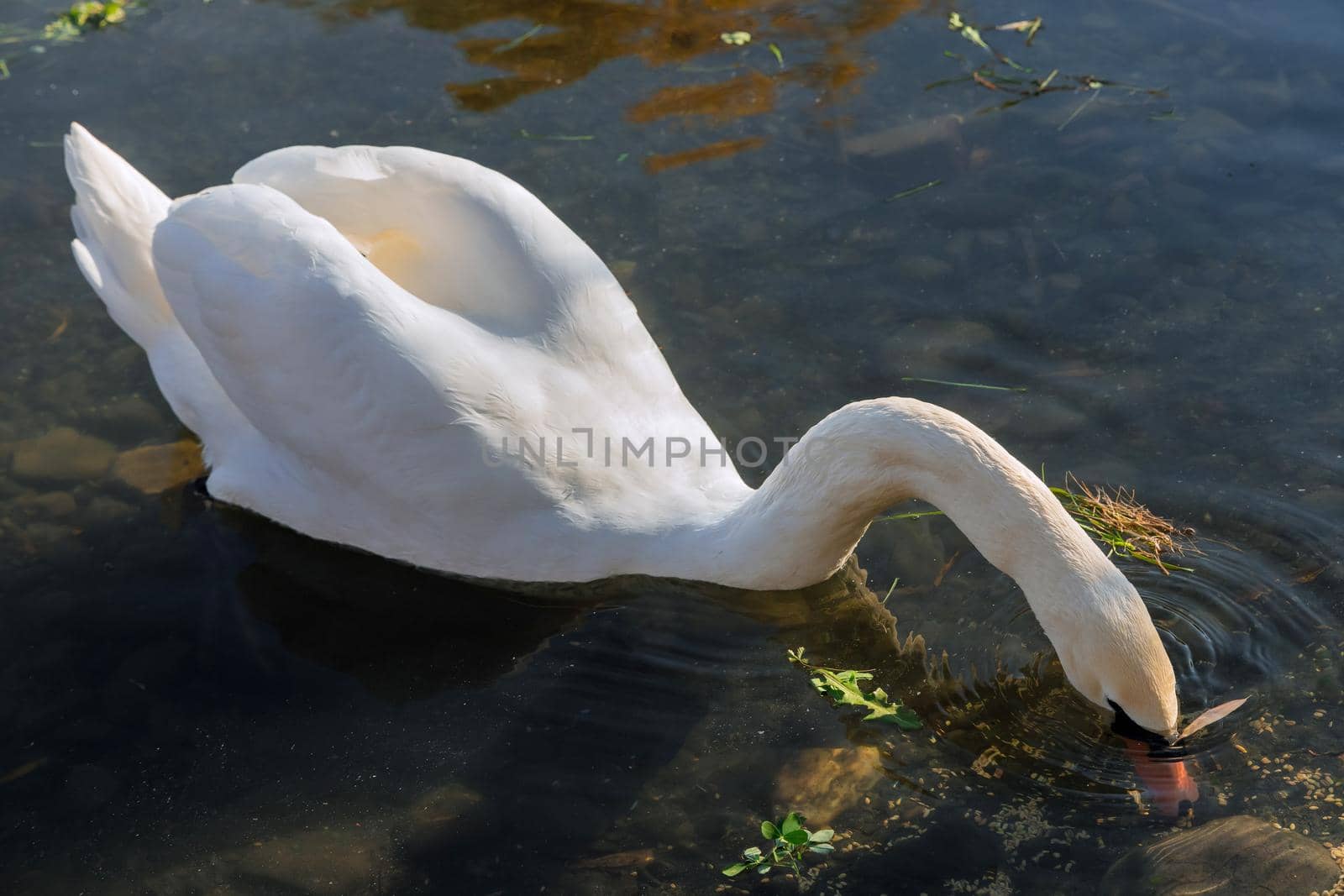 White graceful swan on swimming in the lake water in sunny day