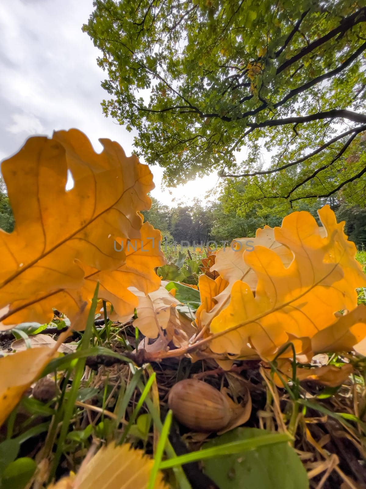 The yellow leaf lies on green grass, close view, autumn is in full swing, black tree trunks, sun rays. High quality photo