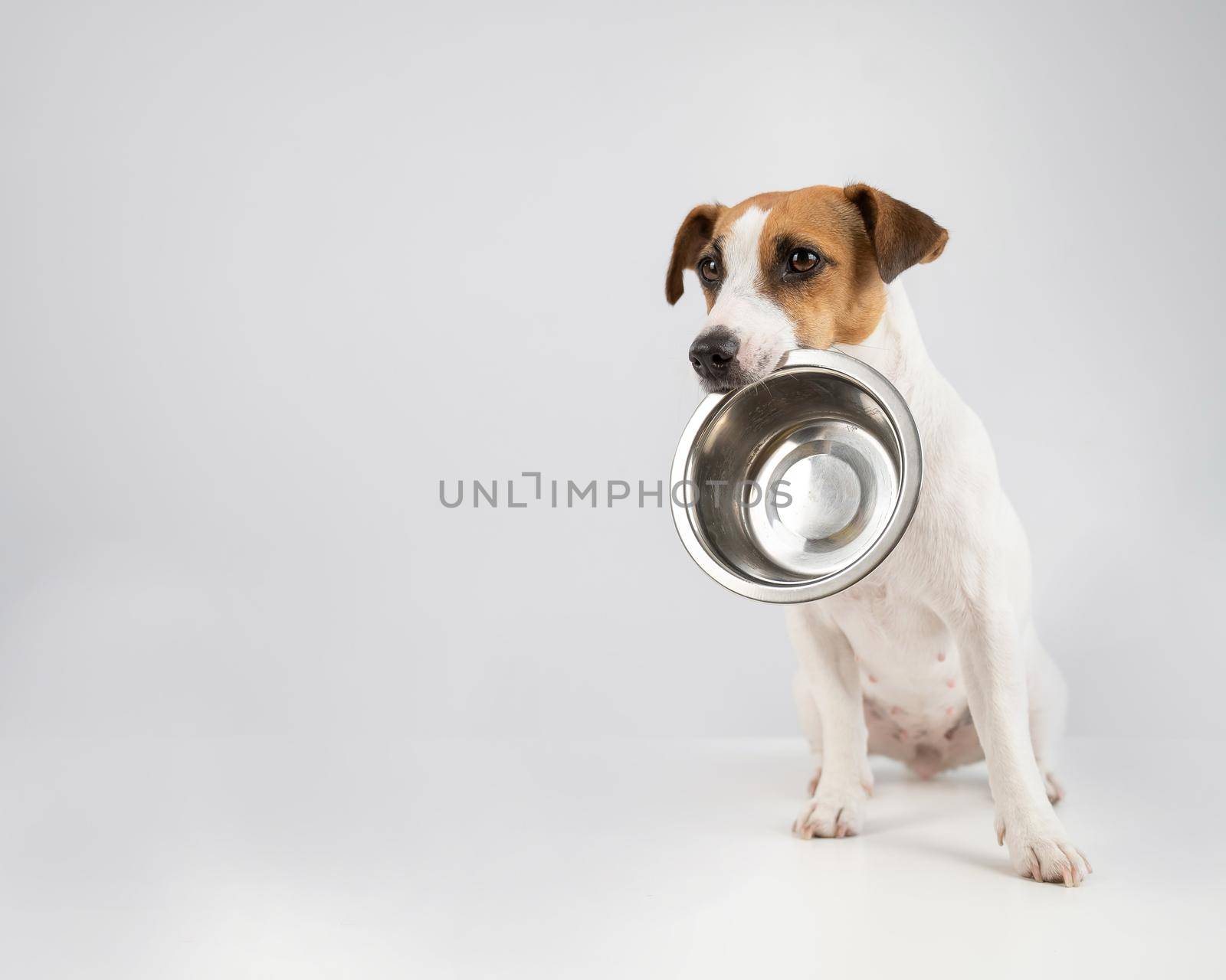 Hungry jack russell terrier holding an empty bowl on a white background. The dog asks for food. by mrwed54