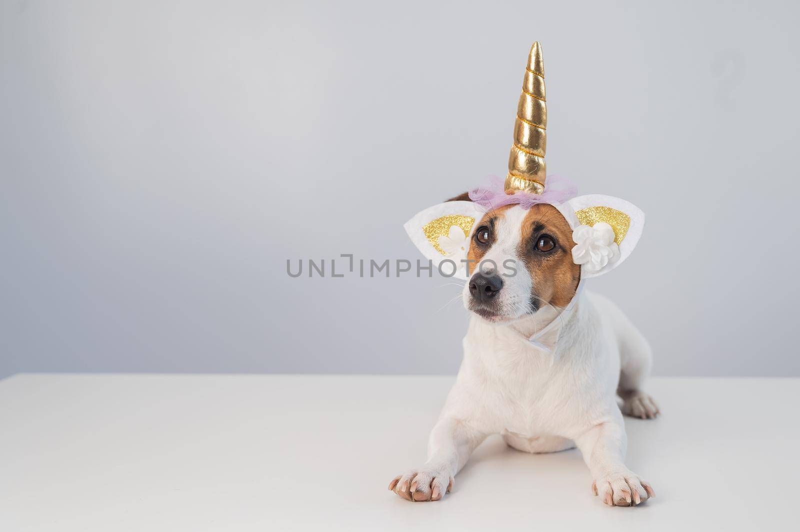 Cute jack russell terrier dog in unicorn headband on white background. Copy space.