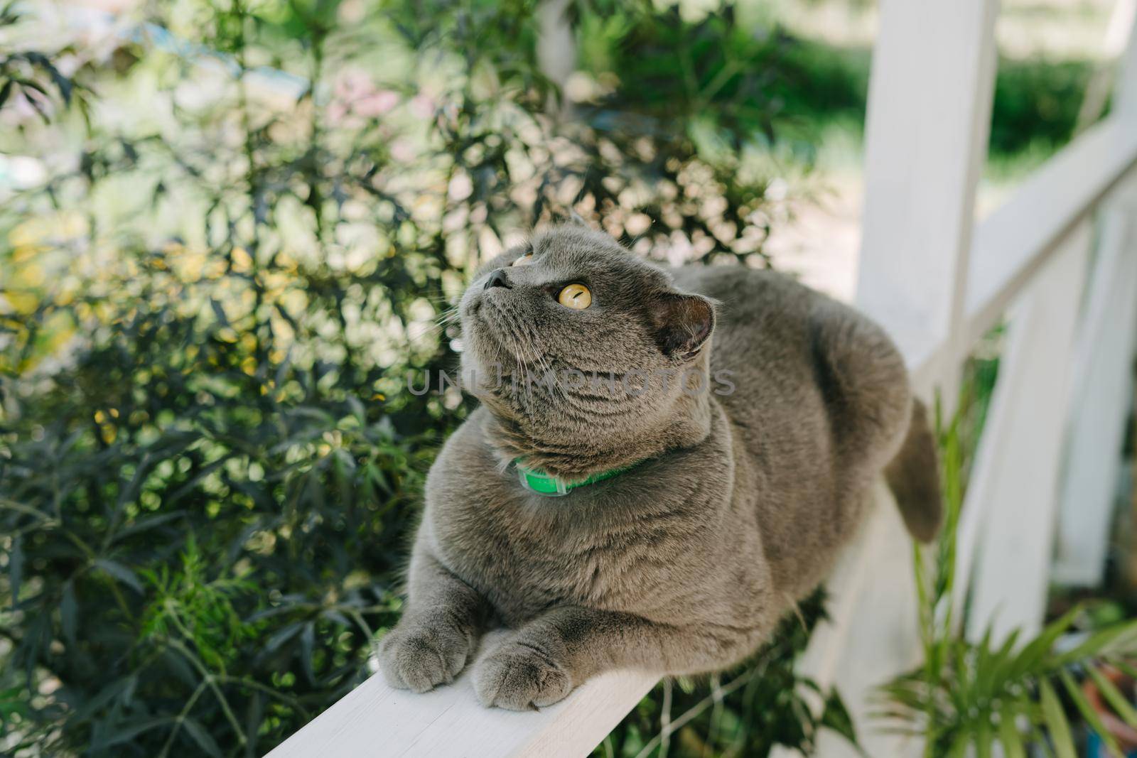 A grey Shotlad cat sits on a fence on the terrace. A beautiful cat with a green collar from parasites.