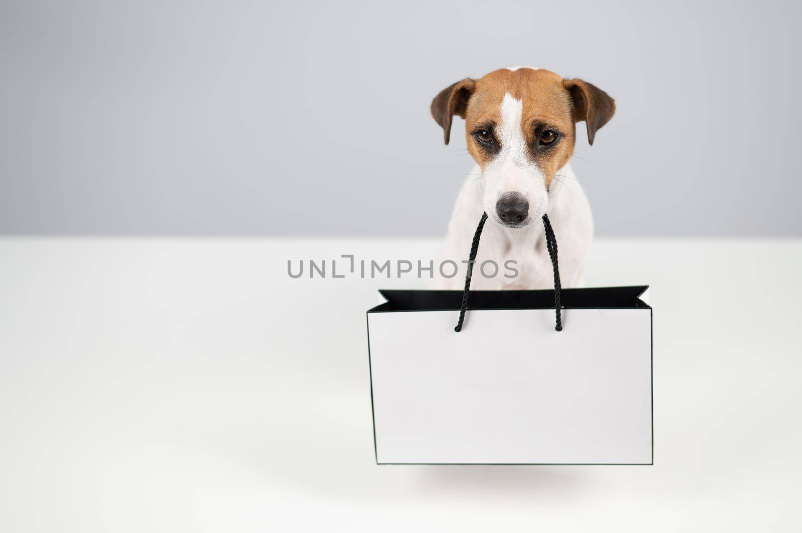 Jack russell terrier dog holding a paper bag on a white background. Shopping