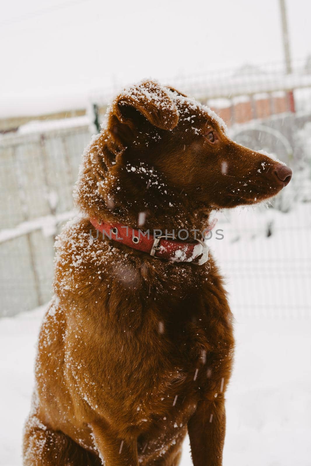 Portrait of a dog during a snowfall. A red-haired yard dog. Vertical image.