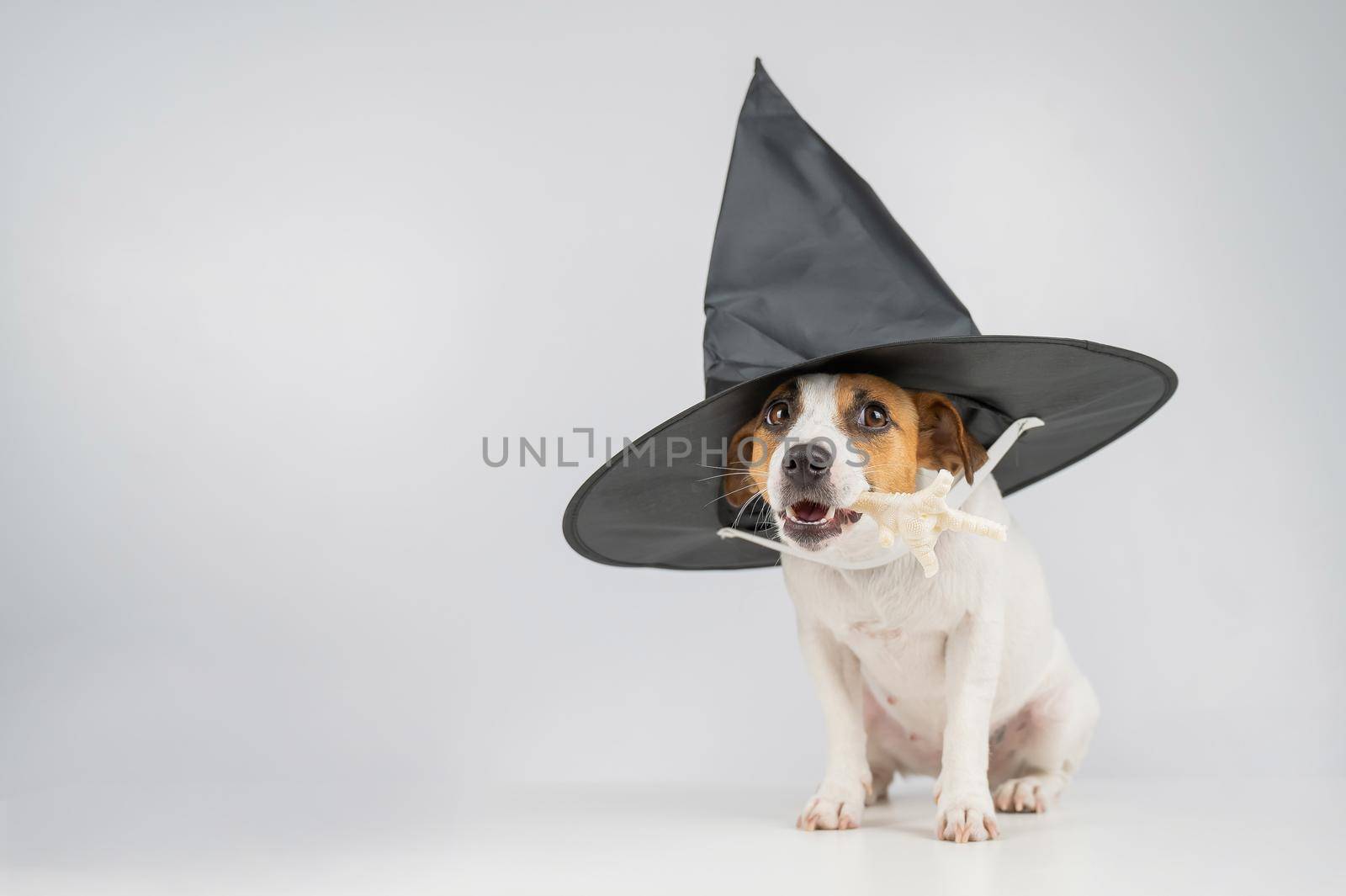 Jack russell terrier dog in witch hat holding chicken paw for casting spells on white background