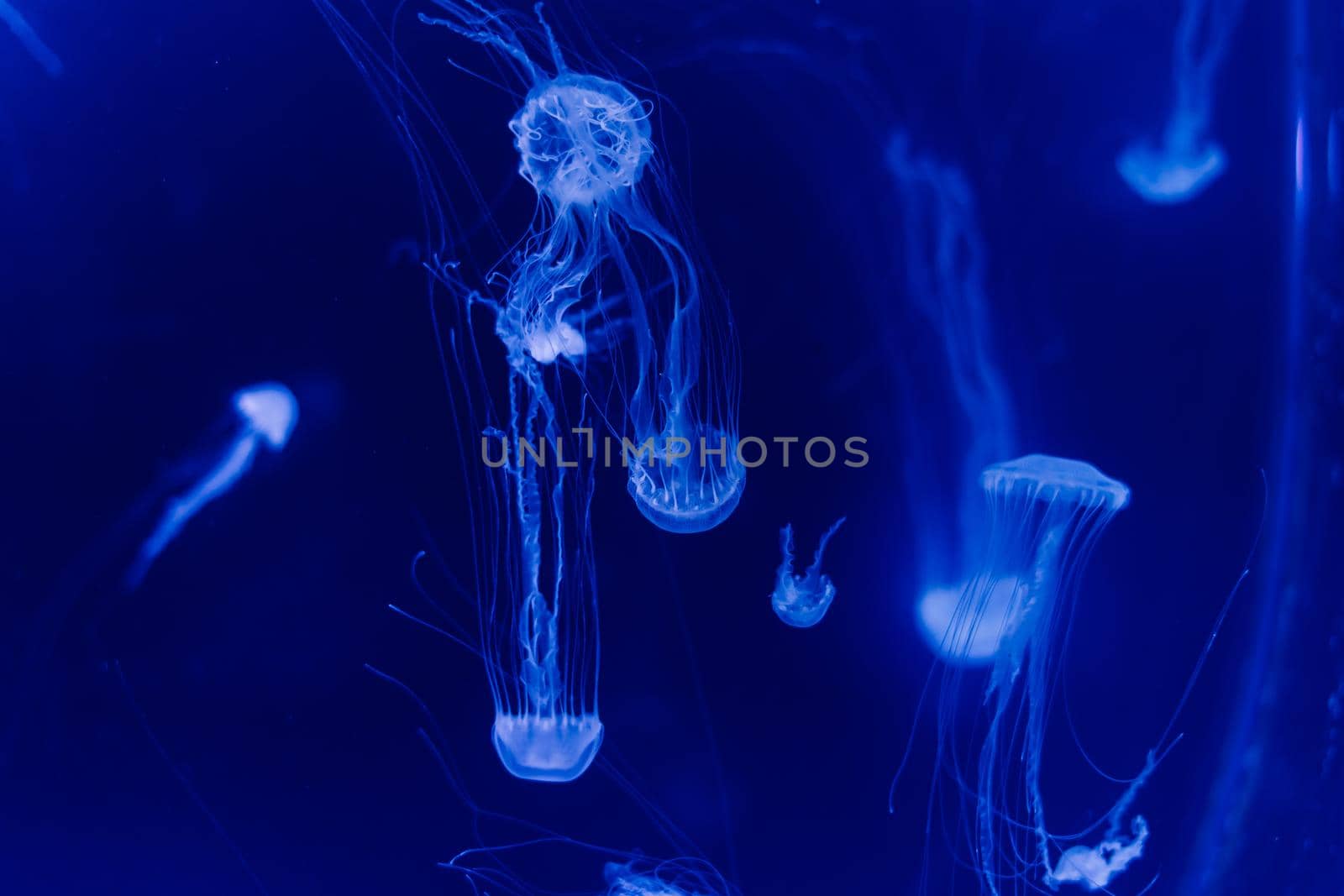 Group of light blue jellyfish swiming in aquarium by Zelenin