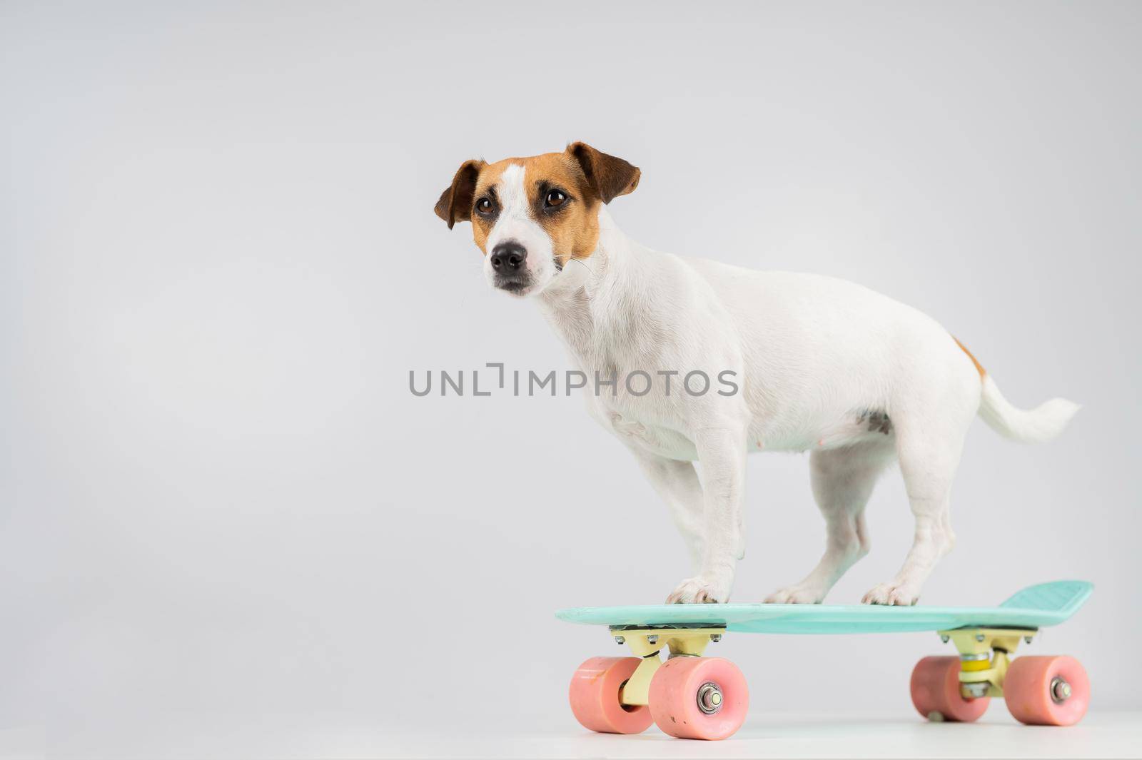 Dog on a penny board on a white background. Jack Russell Terrier rides a skateboard in the studio