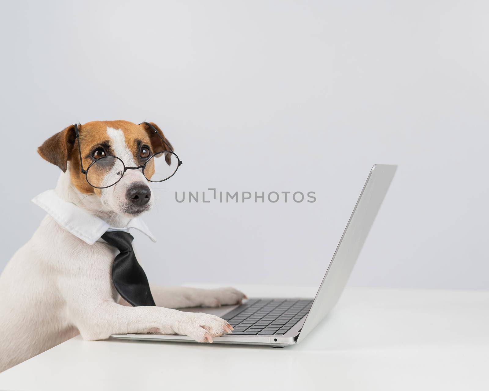 Jack russell terrier dog in glasses and tie works on laptop on white background. by mrwed54