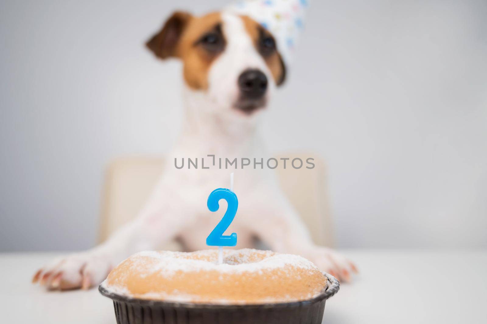 Jack russell terrier in a festive cap by a pie with a candle on a white background. The dog is celebrating its second birthday by mrwed54