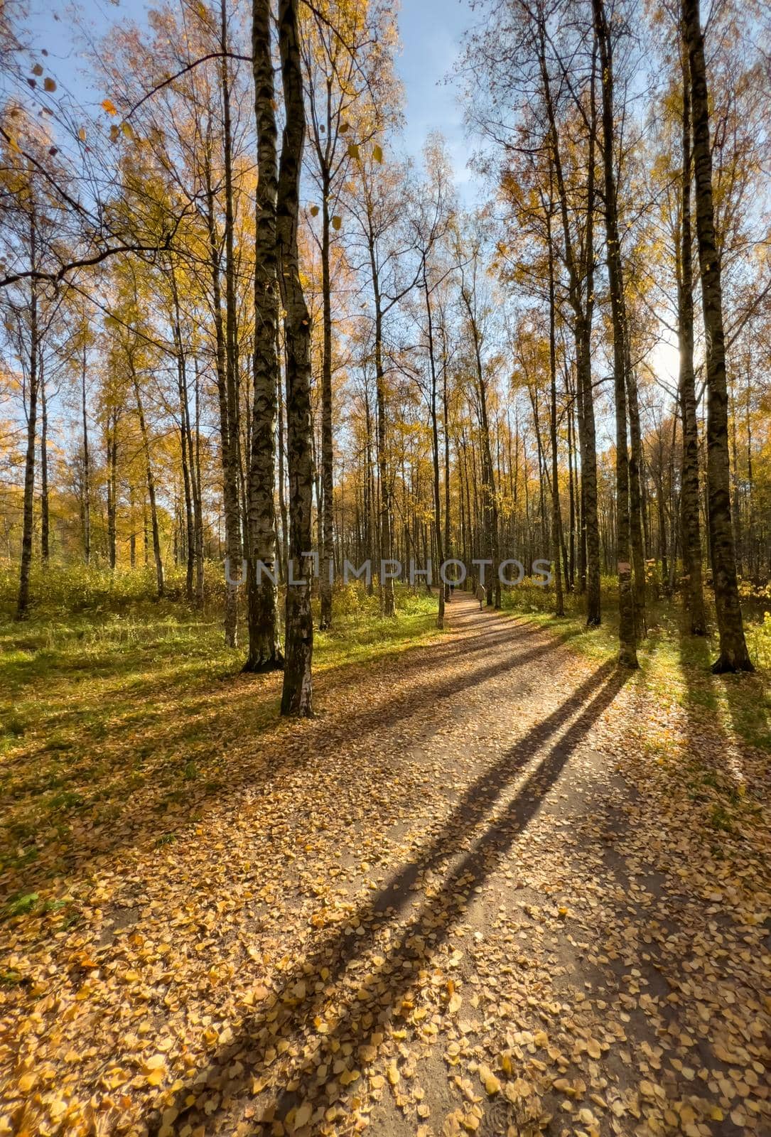The path in the autumn park, yellow leaves on trees and on the ground, long shadows of trees, walking people, sunbeams of the sun,. High quality photo