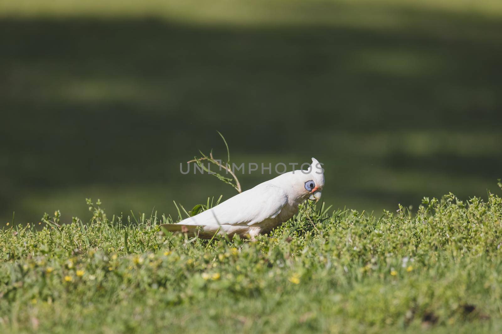 White Corella grazing on green grass. High quality photo