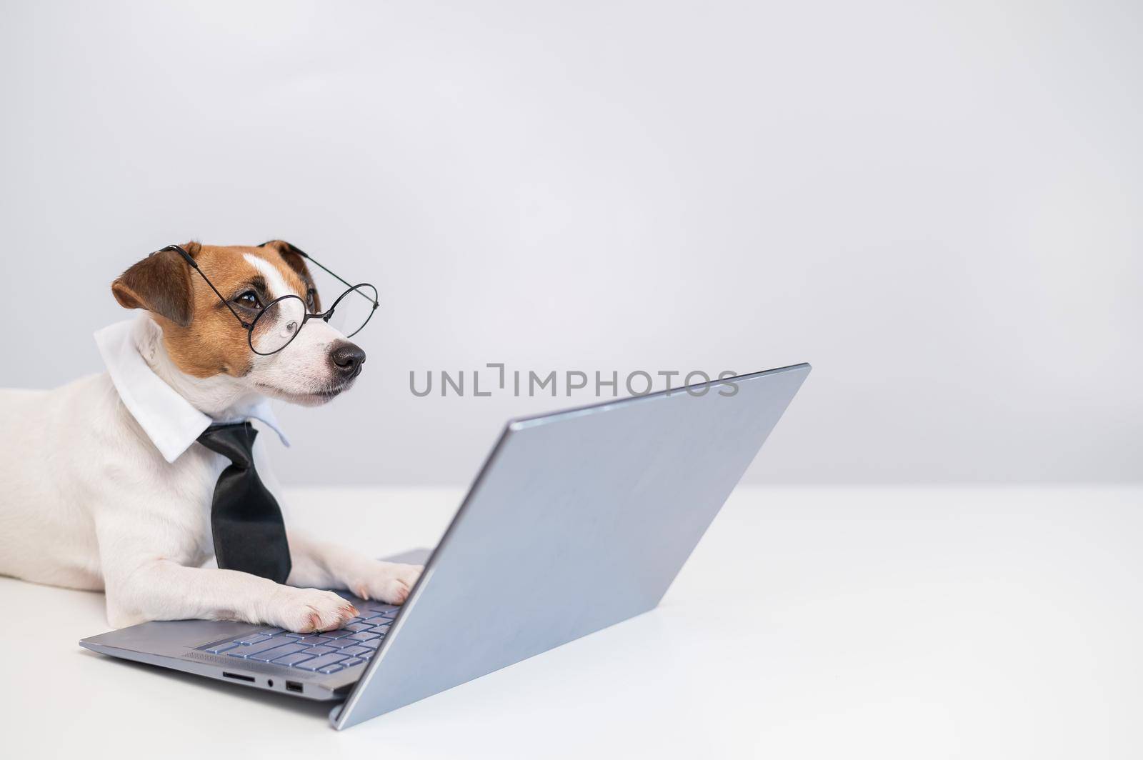 Smart dog jack russell terrier in a tie and glasses sits at a laptop on a white background. by mrwed54