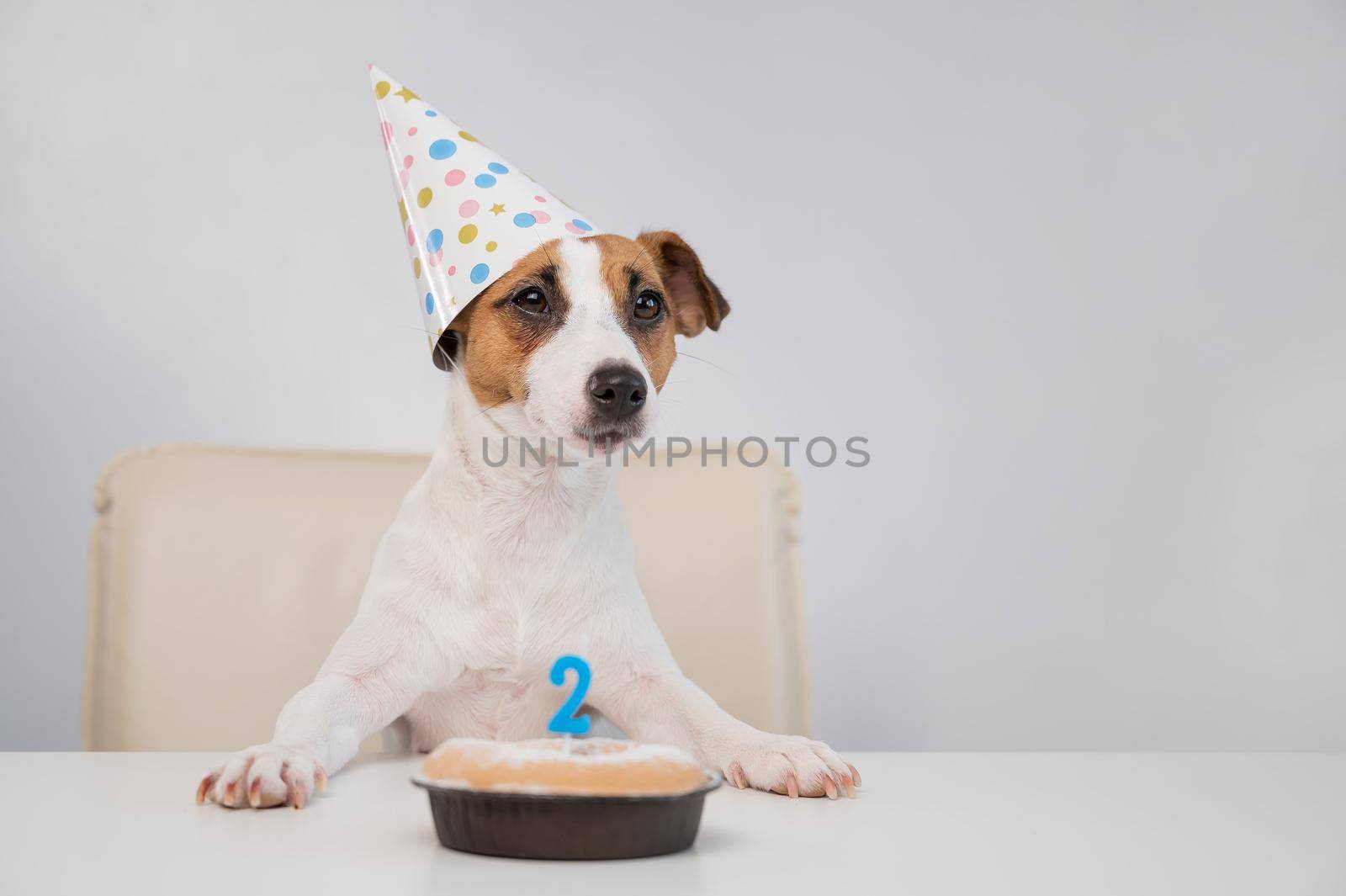 Jack russell terrier in a festive cap by a pie with a candle on a white background. The dog is celebrating its second birthday.