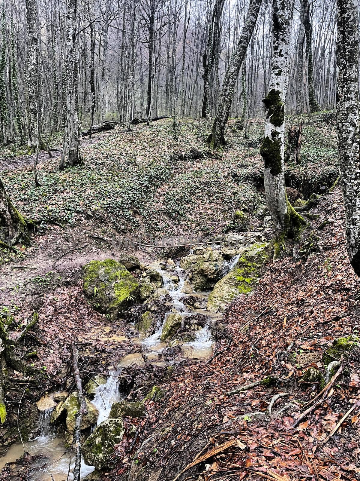 Small rapid stream flowing on rocks. Mountain clean waterway flowing down through mountainous terrain in wood. by epidemiks