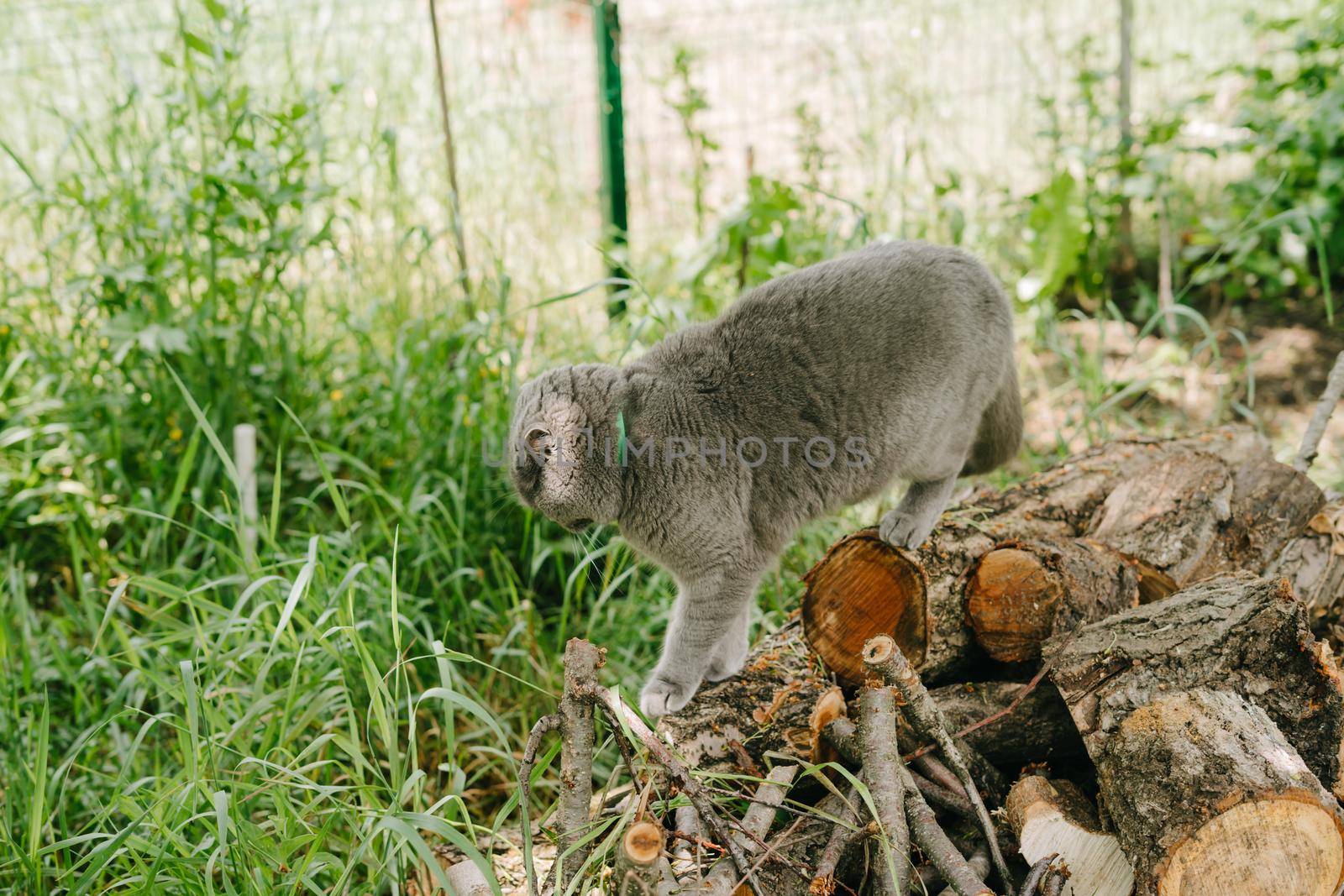 The gray cat stands on the logs of the felled tree. by Rodnova