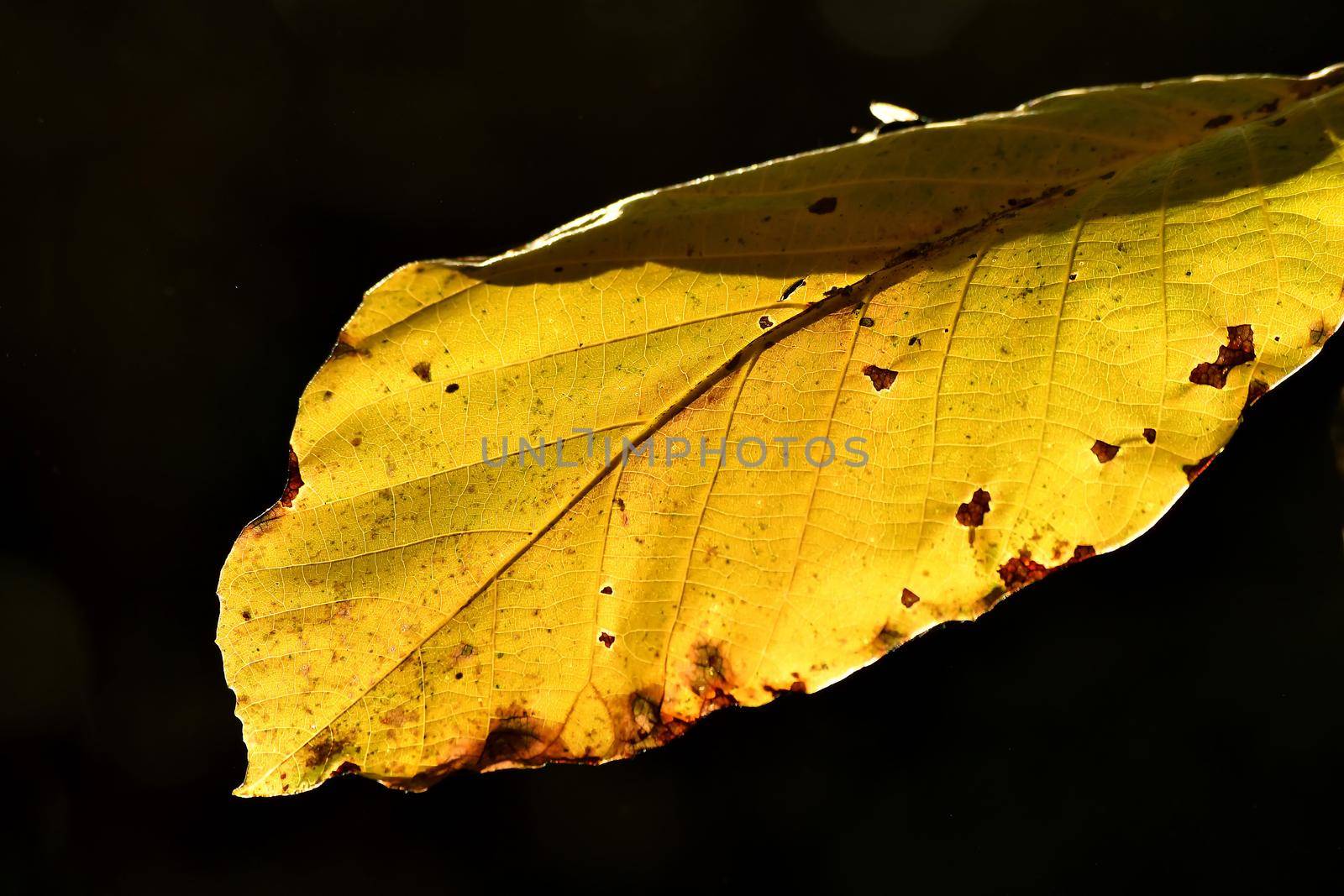autumnal colored beech leaf on a tree in backlit