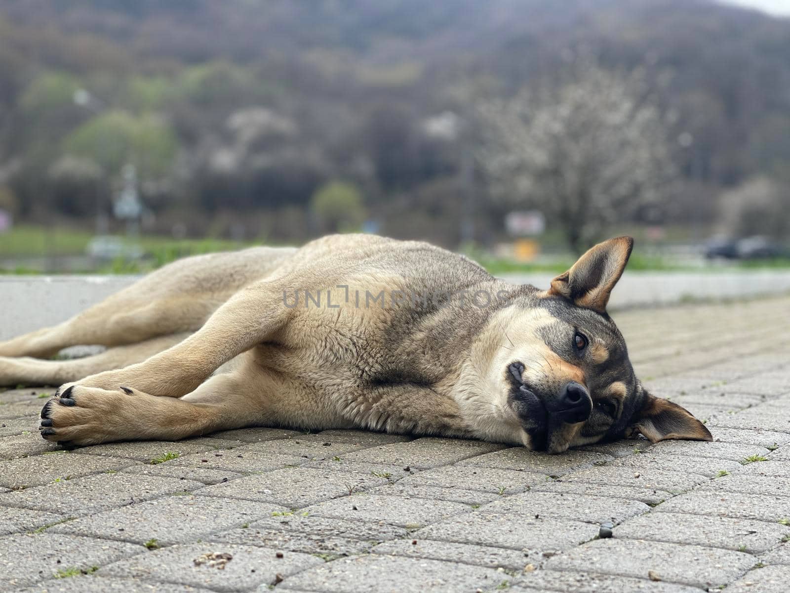 Close up of big dog lying on sidewalk. Cute domestic animal resting and looking away