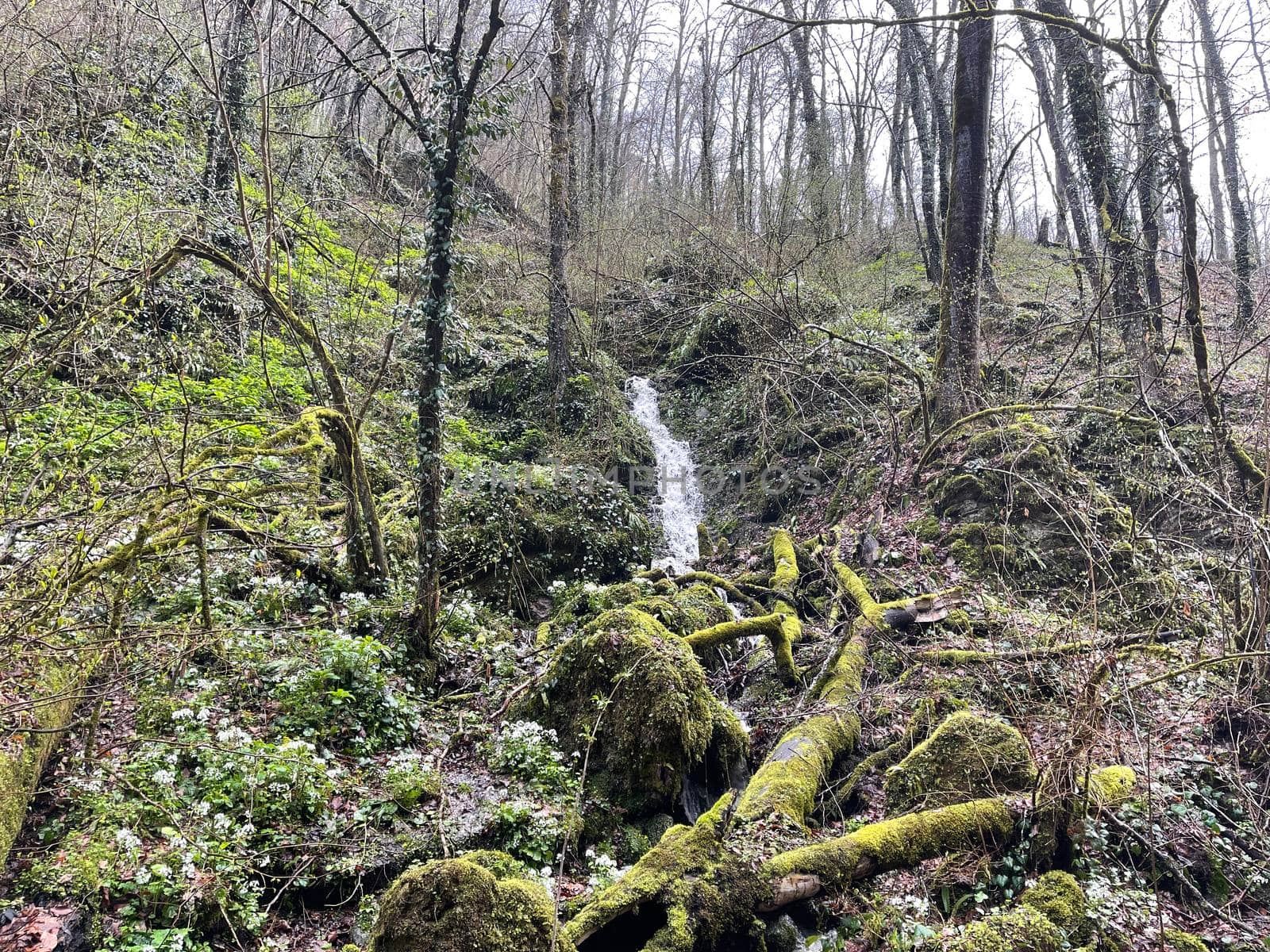 Small rapid stream flowing on rocks. Mountain clean waterway flowing down through mountainous terrain in wood