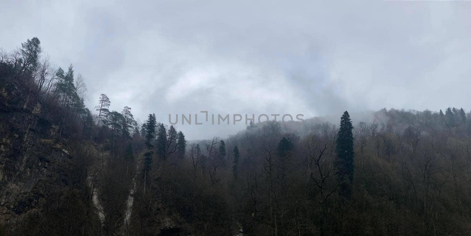 Forest landscape in mountainous terrain. Close up of tree trunks on high ground in springtime. by epidemiks